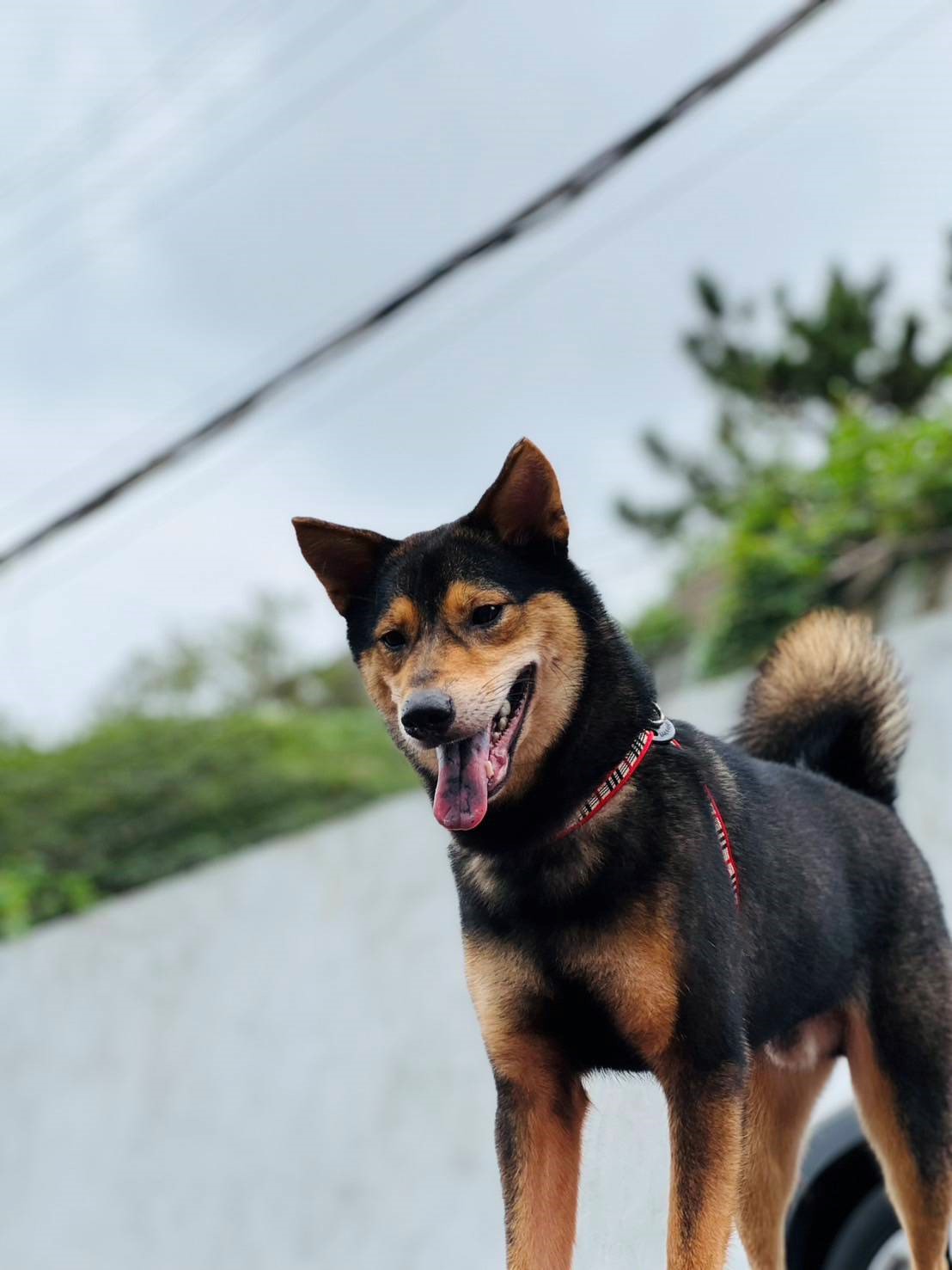 帶到外面訓練相當穩定