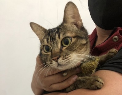動保處派員至該址稽查貓隻有無飼養不當