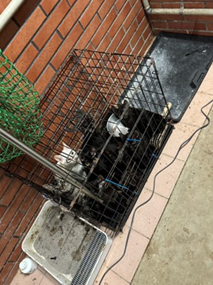 現場飼料、飲水及貓砂不足