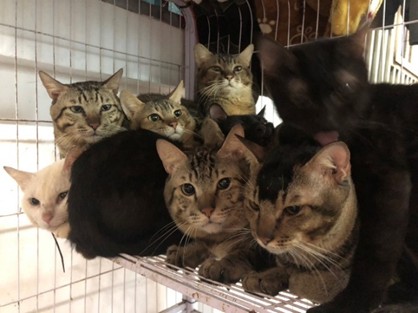 飼養空間不足