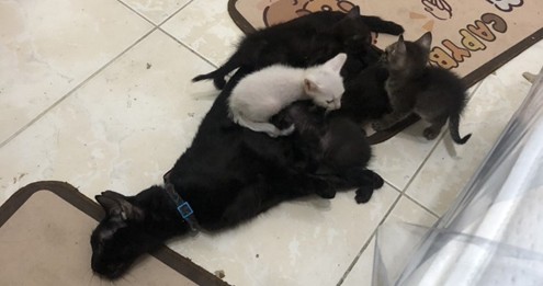 貓隻繁殖多隻小貓，違反動保法