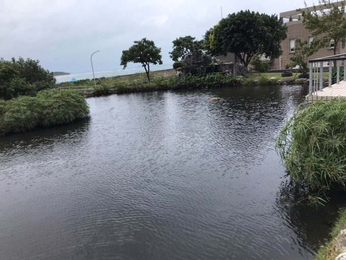 淡水水資源回收中心之回收水用於景觀池生態維護