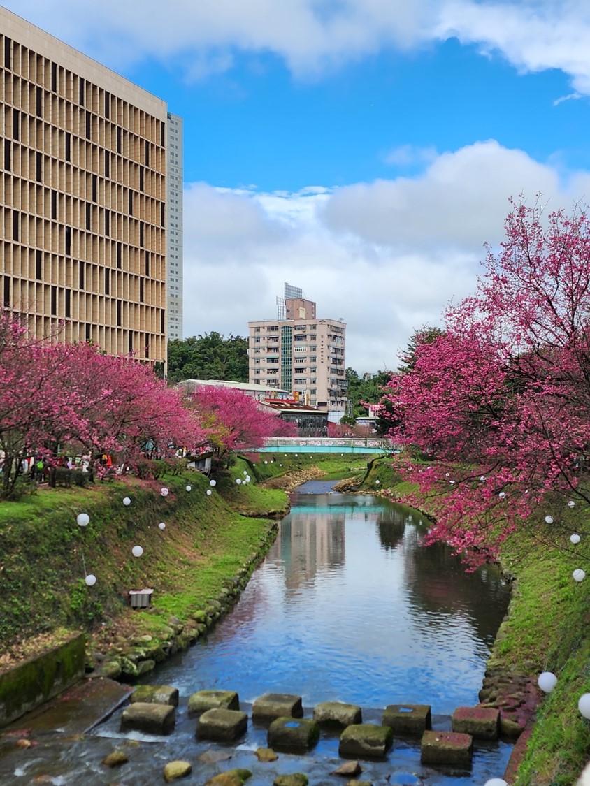 汐止區康誥坑溪兩邊河岸旁的步道平緩，兩岸種植約200株山櫻，美不勝收