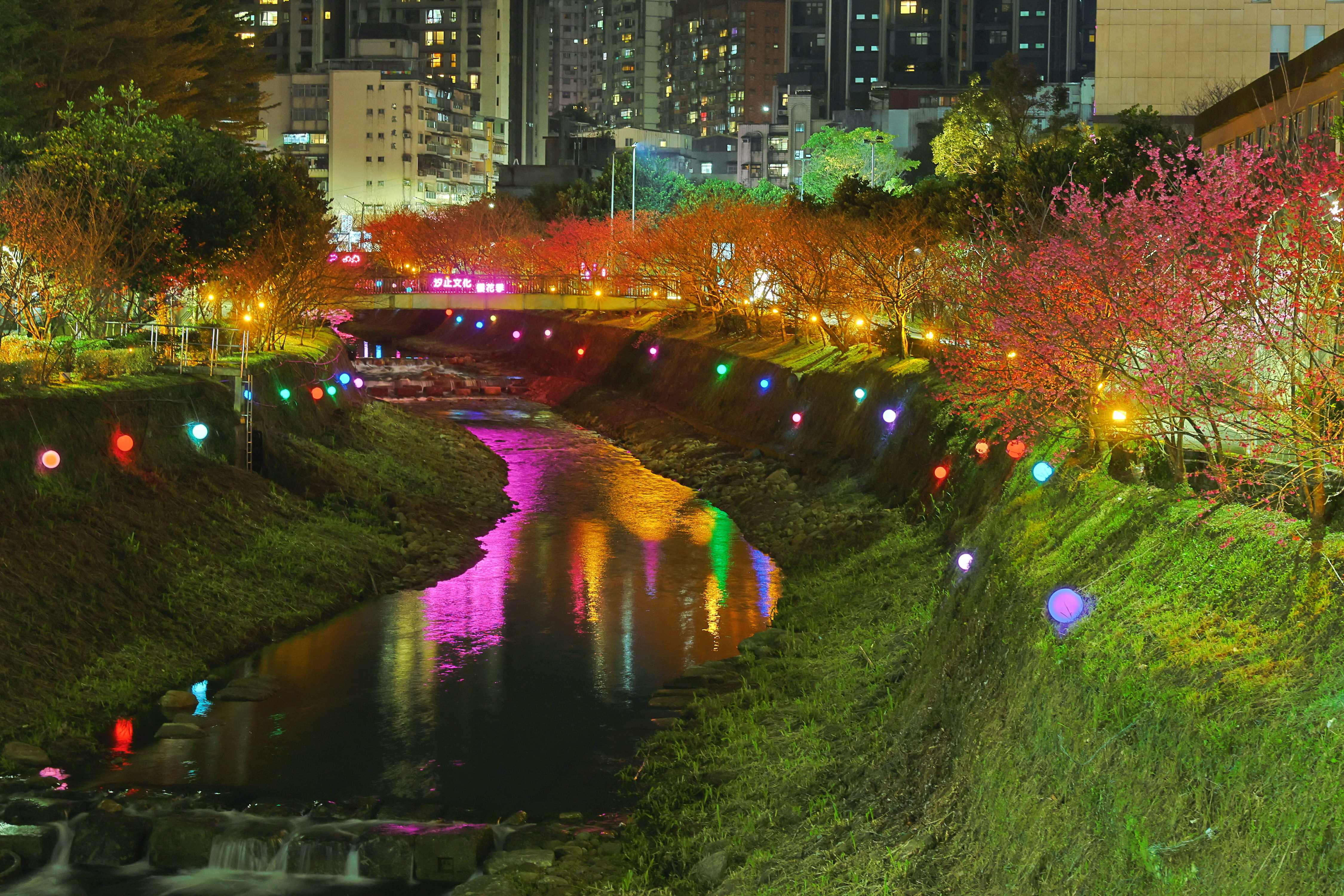 夜間亮起的「溪澗夜櫻」讓山櫻花在夜間燈光投射下，別有一番風味