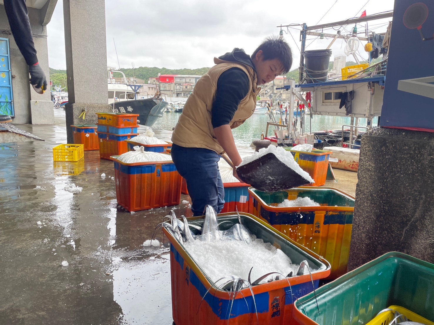 上岸白帶魚