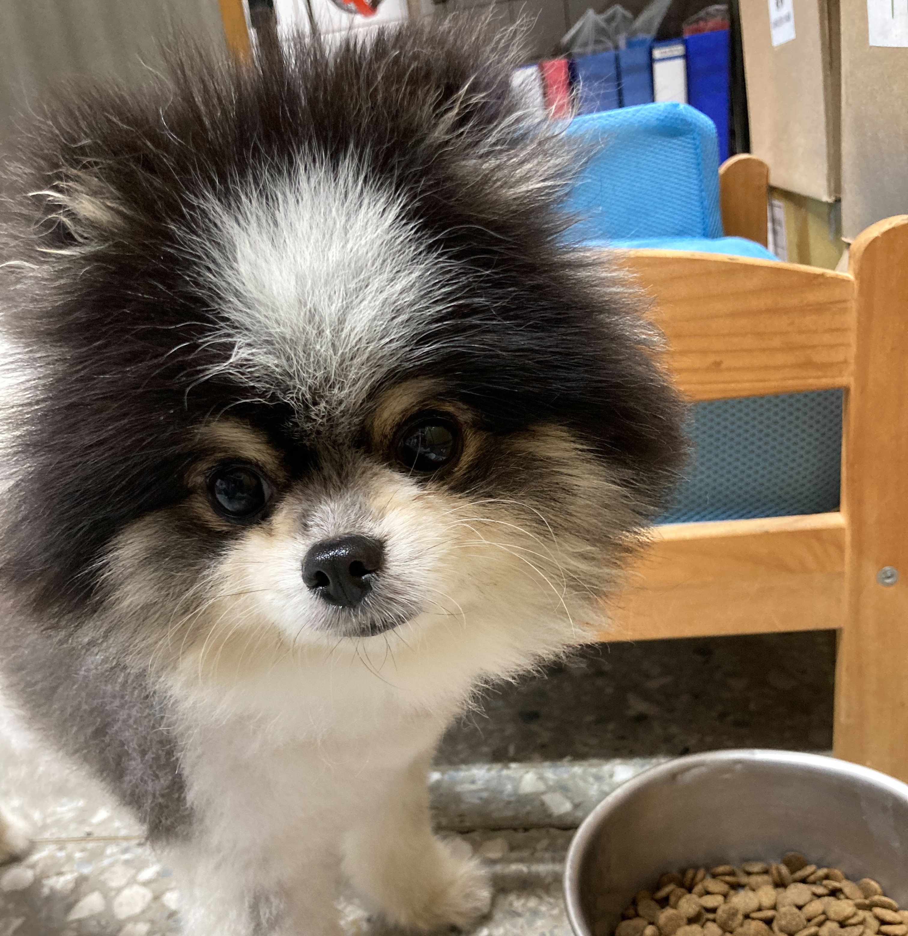 為家中的毛寶貝挑選合適的食物