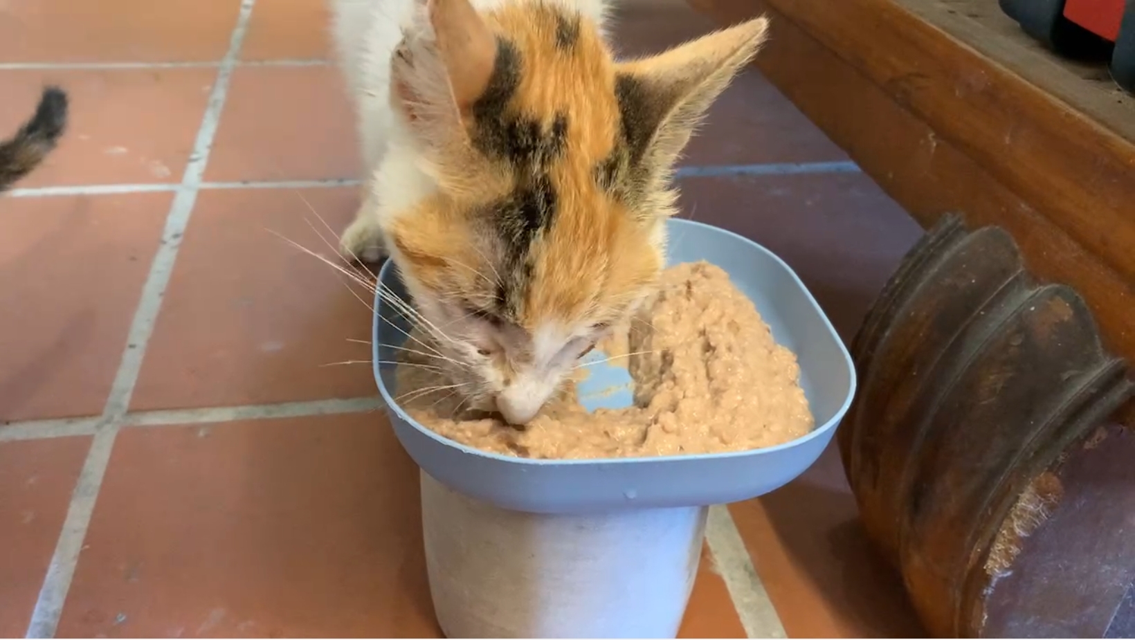  小花貓在認養小棧會主動進食的照片