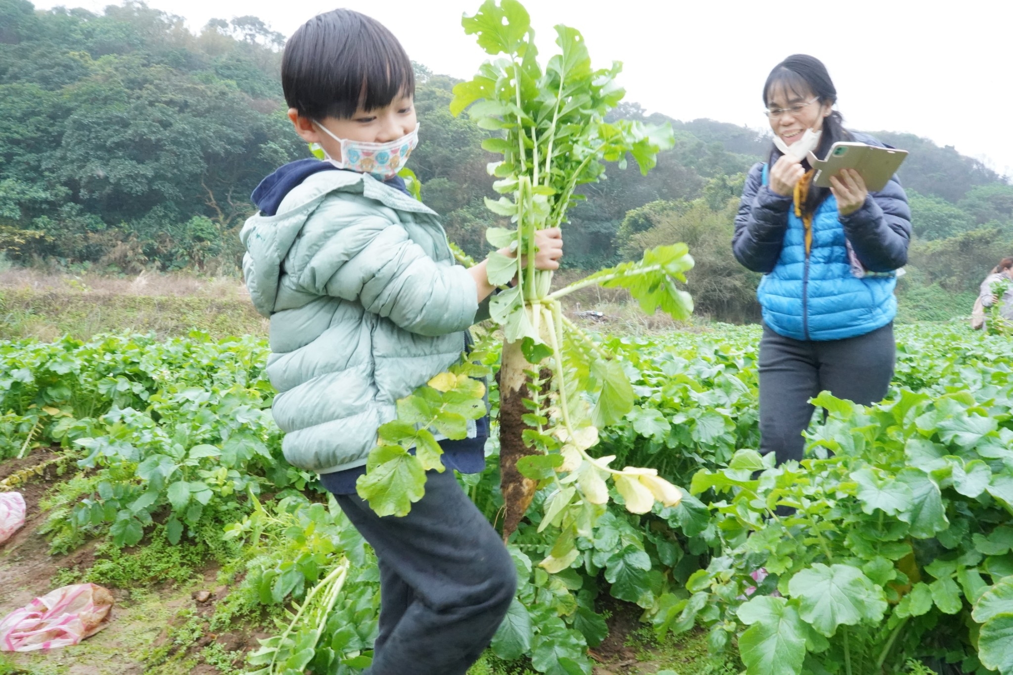  蕃婆林休閒農場每年的拔蘿蔔體驗總吸引大朋友小朋友一起參與