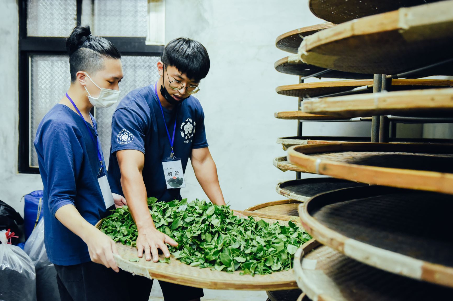  坪林青年茶業發展協會整合青農的力量，傳承坪林百年製茶工藝