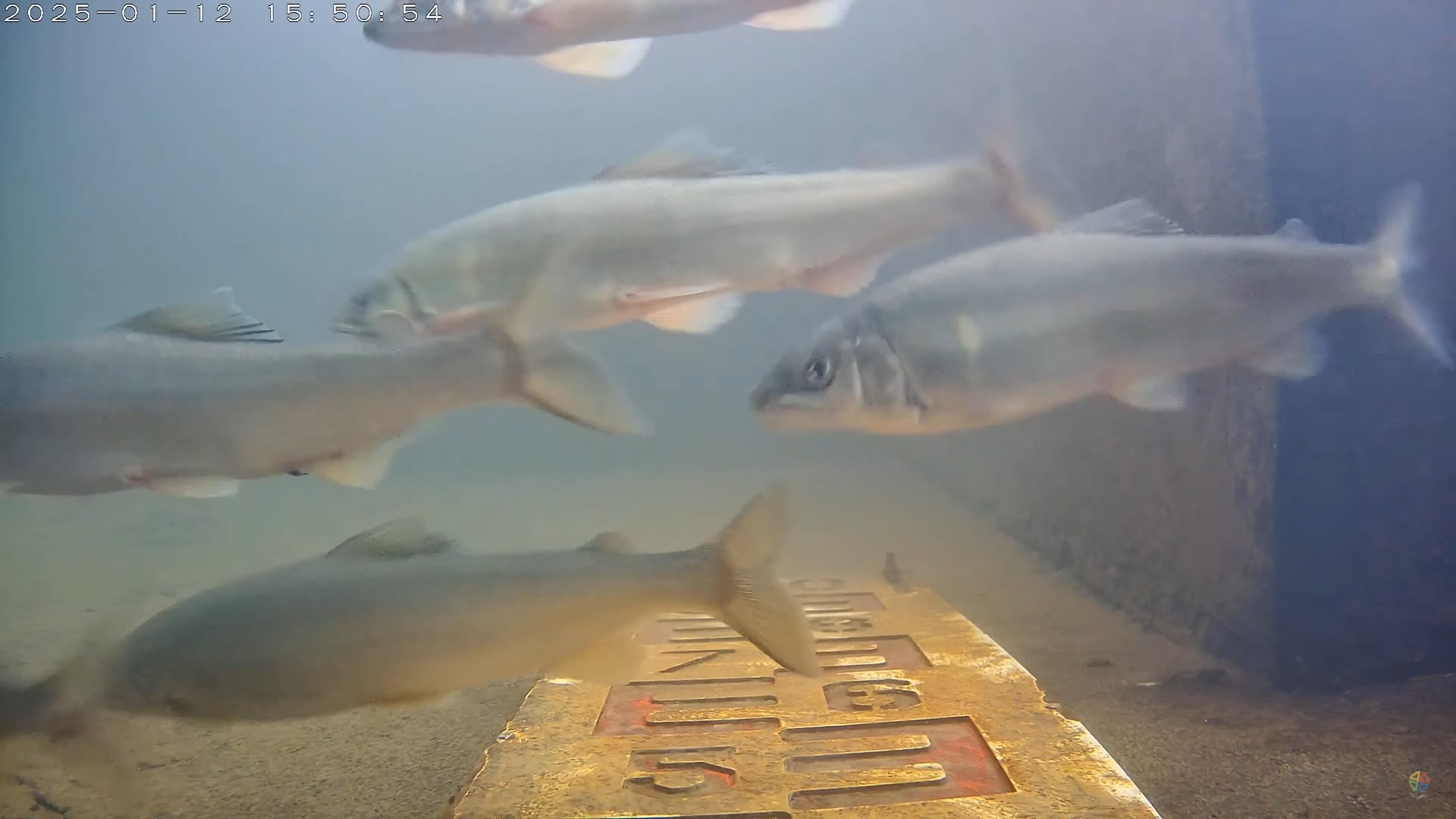 生長在下游的香魚趁著這次2025年初的寒流來襲之際，逆流經過魚道上溯去尋找合適的河段產卵