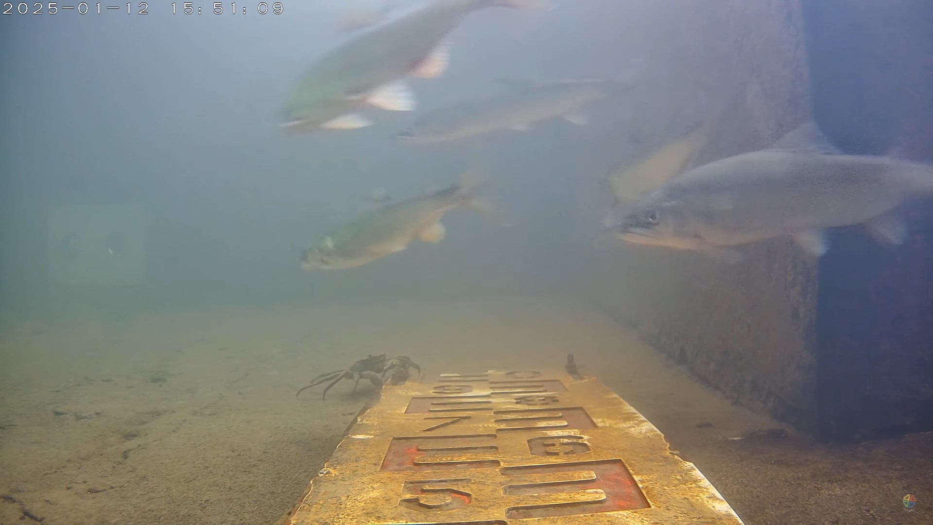 冷冽新店溪水喚醒了香魚與毛蟹的到來，一上一下完成各自最重要的生命週期環節