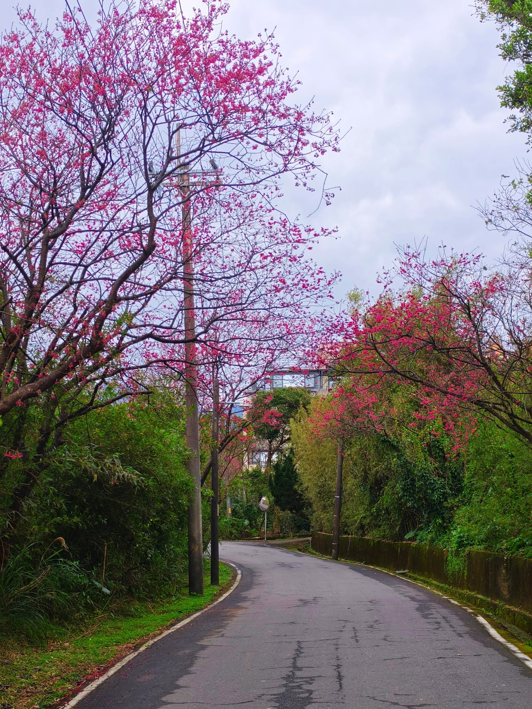 位於福德里鄉道櫻花綻放，彷彿櫻花隧道
