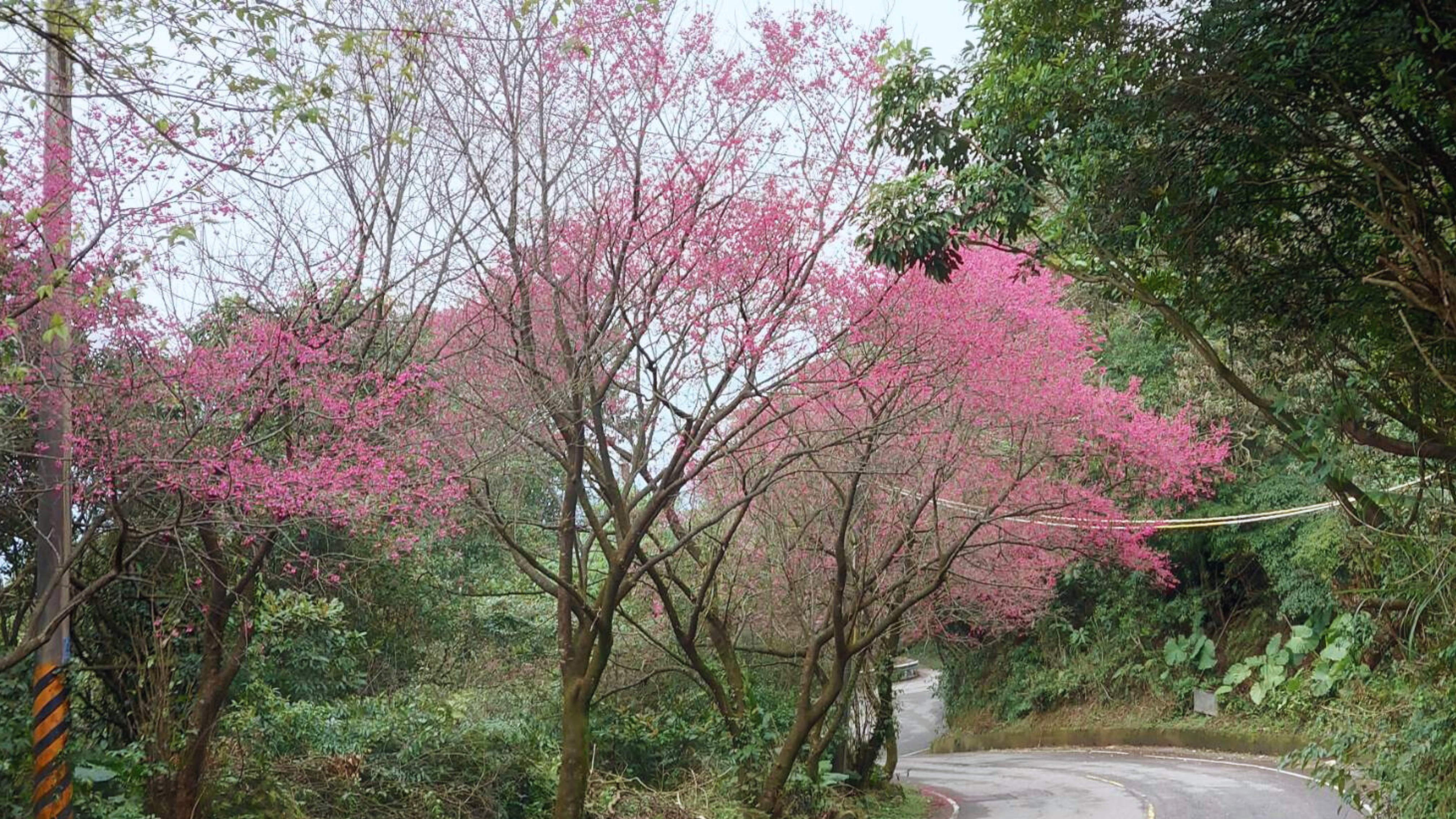 北15線櫻花盛開