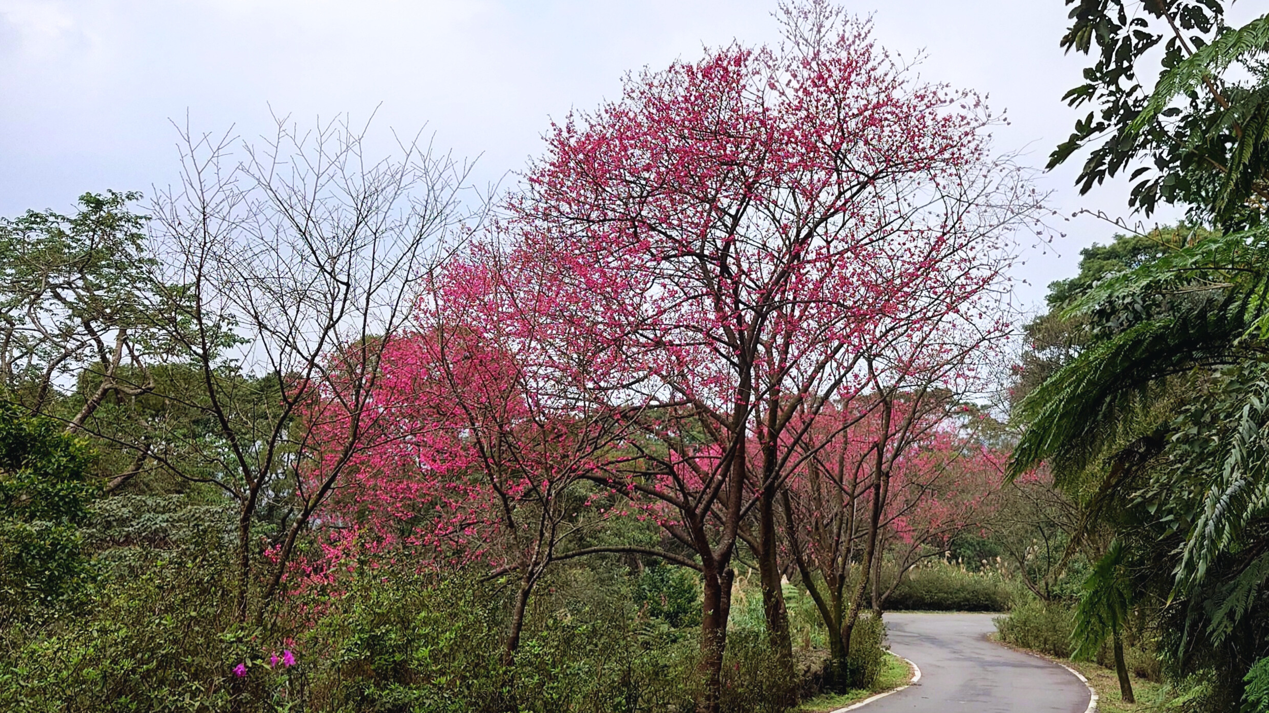 青山路櫻花盛開