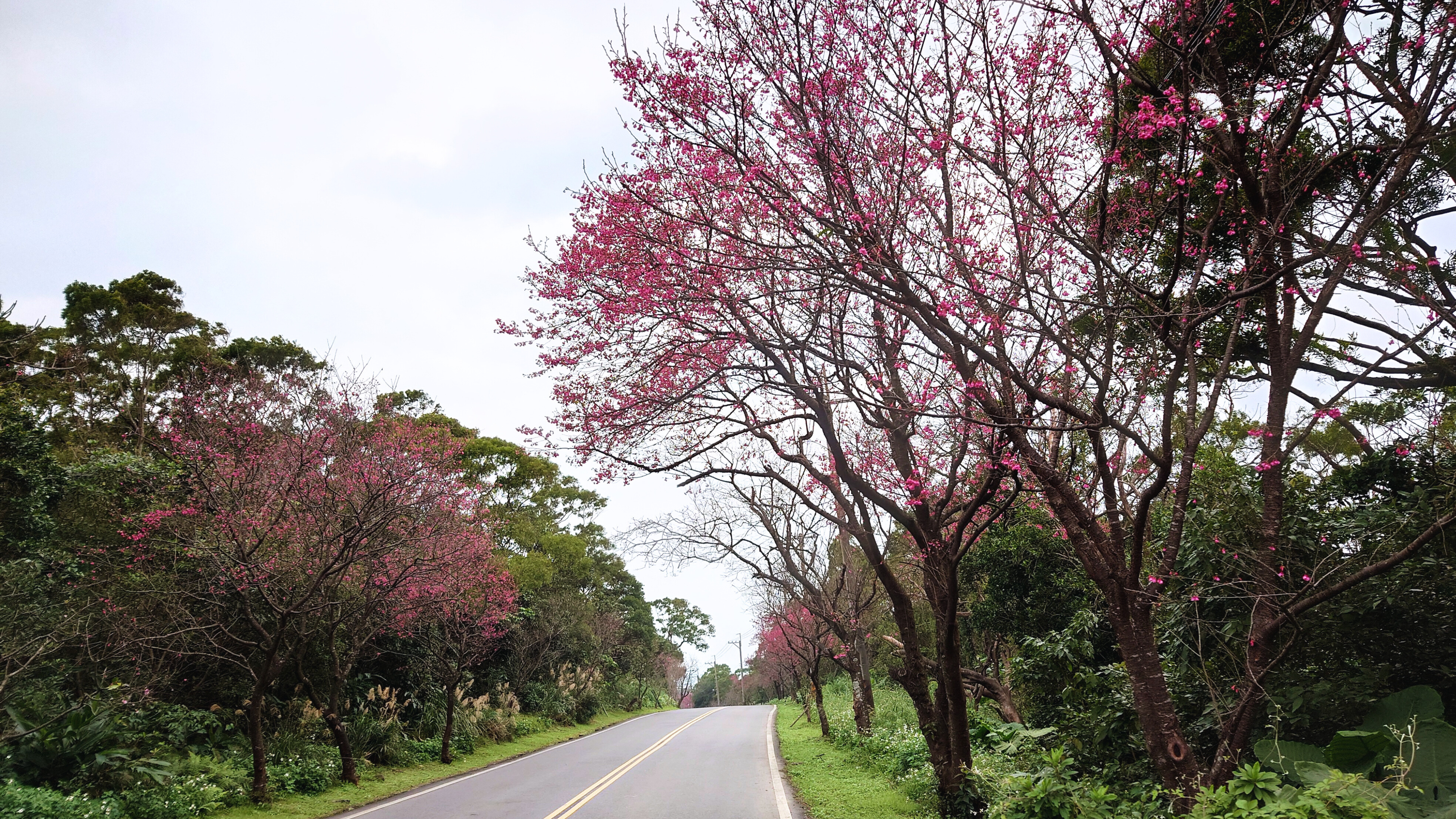 大湖路櫻花盛開
