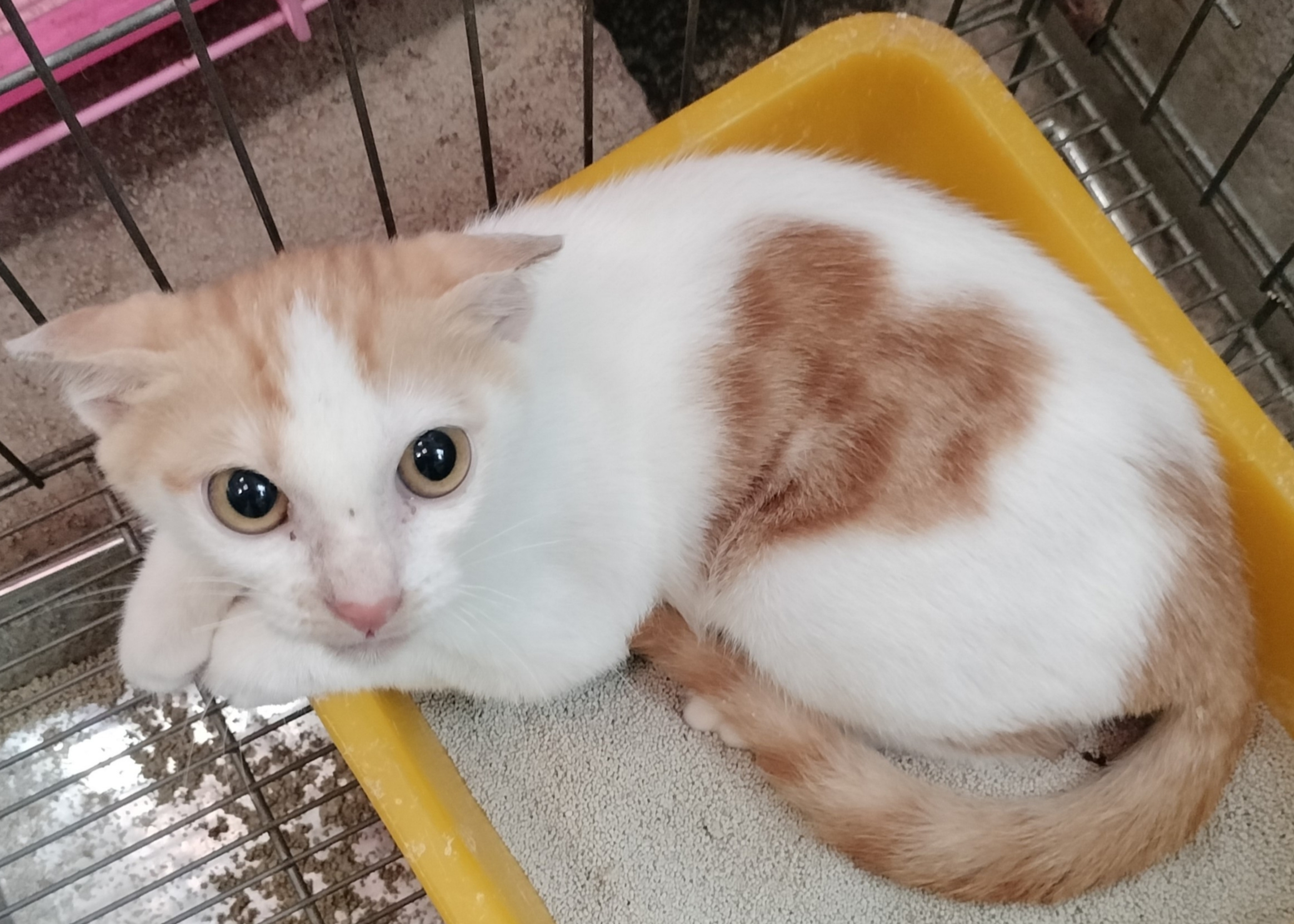 擁有天然「愛心印記」的可愛小貓