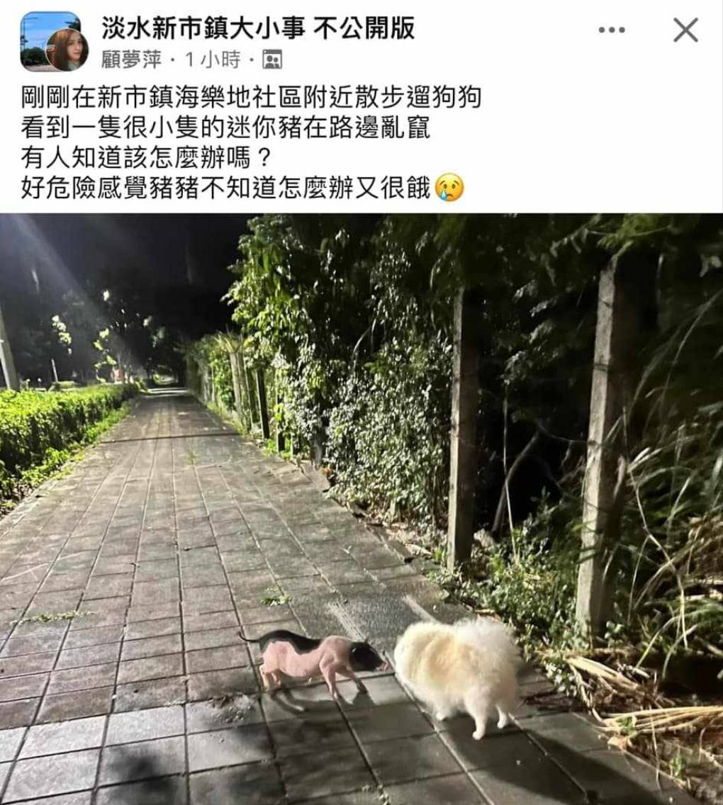 遊蕩麝香豬案件層出不窮