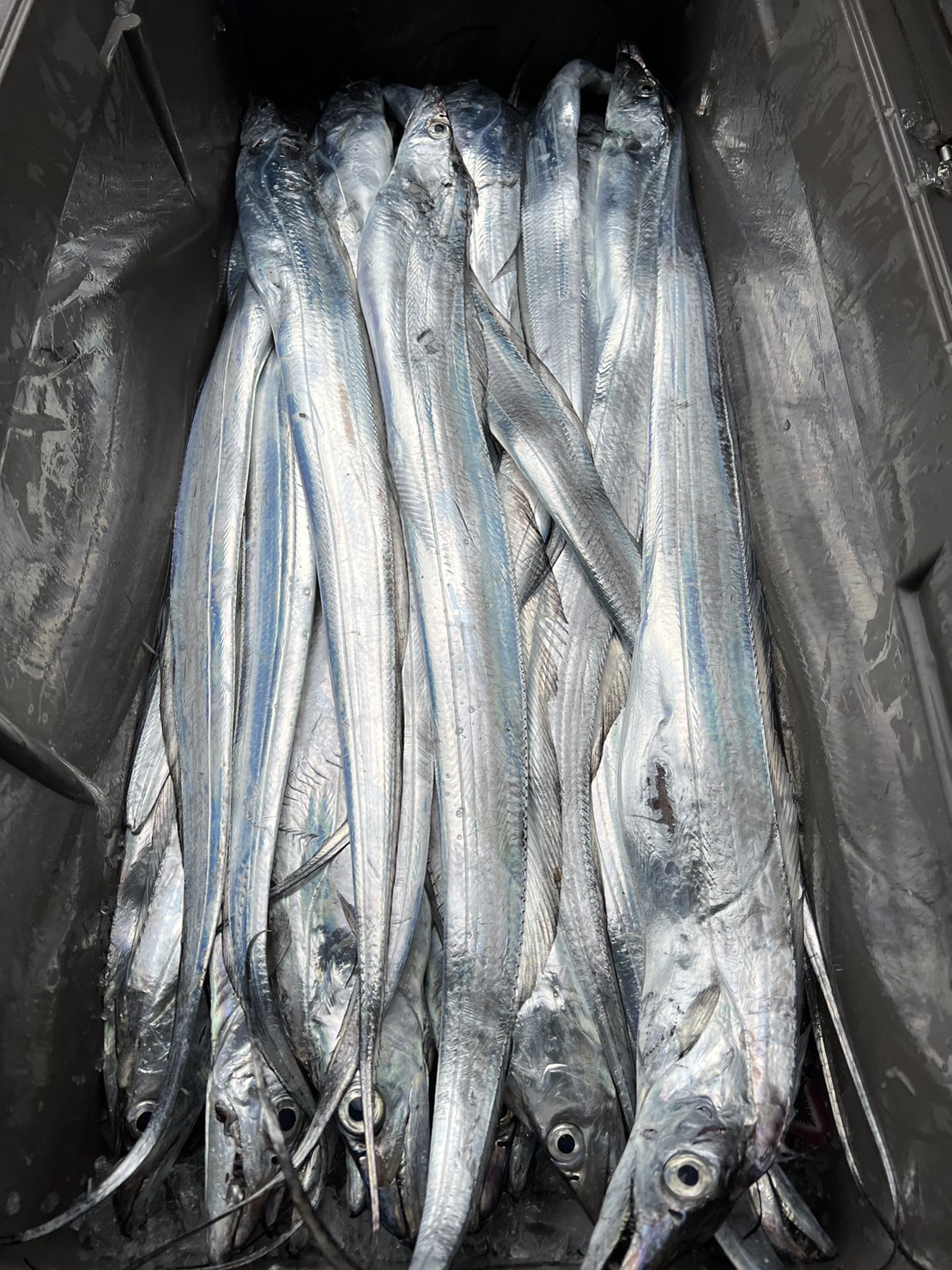 新鮮白帶魚