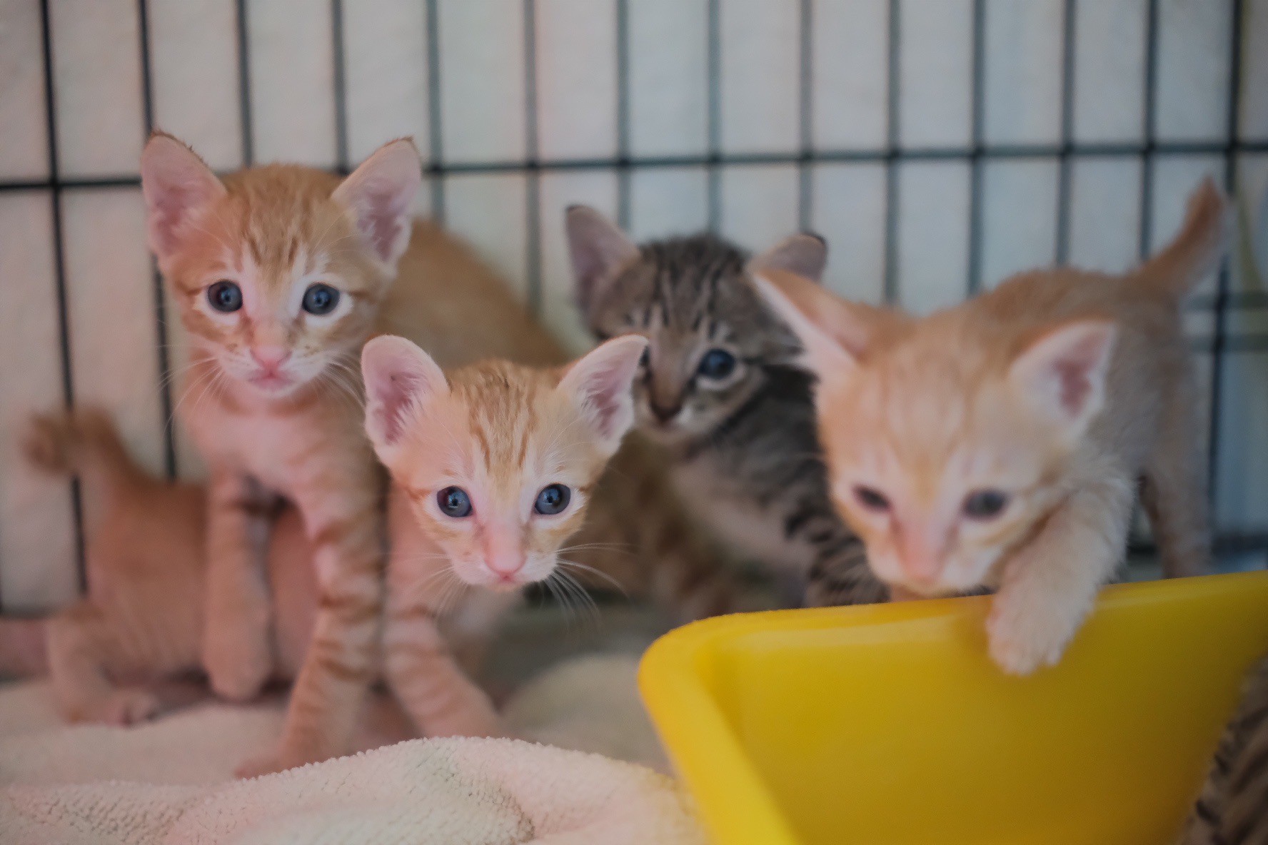 動物之家貓咪來源地相異性大