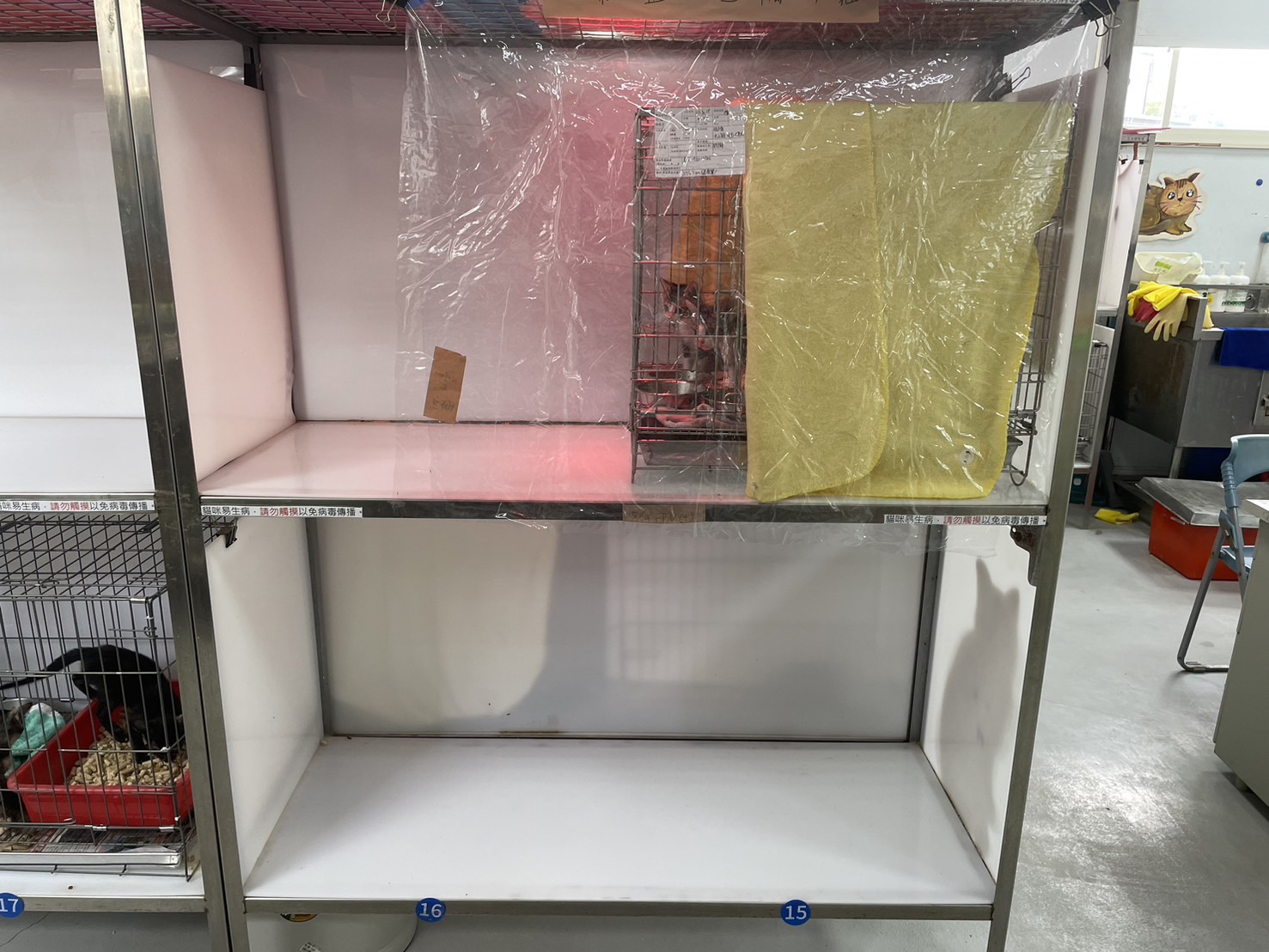 透明帆布清洗後起皺看不清楚貓咪模樣