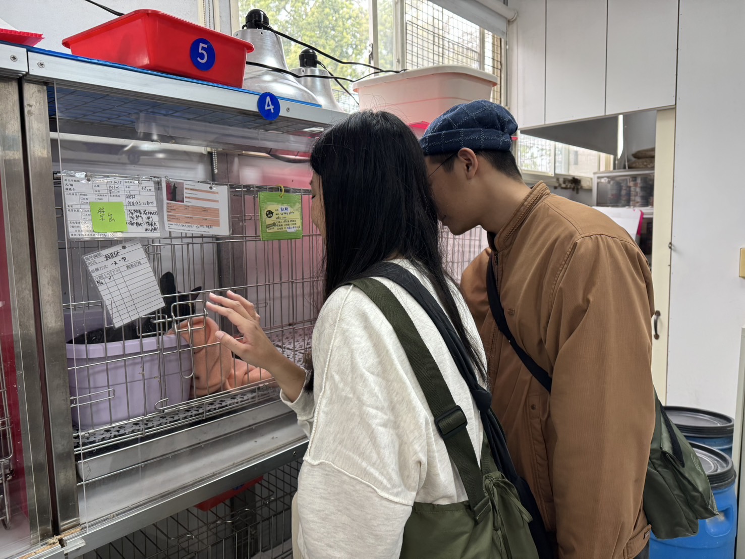 認養人可經由透明窗觀察互動認養貓