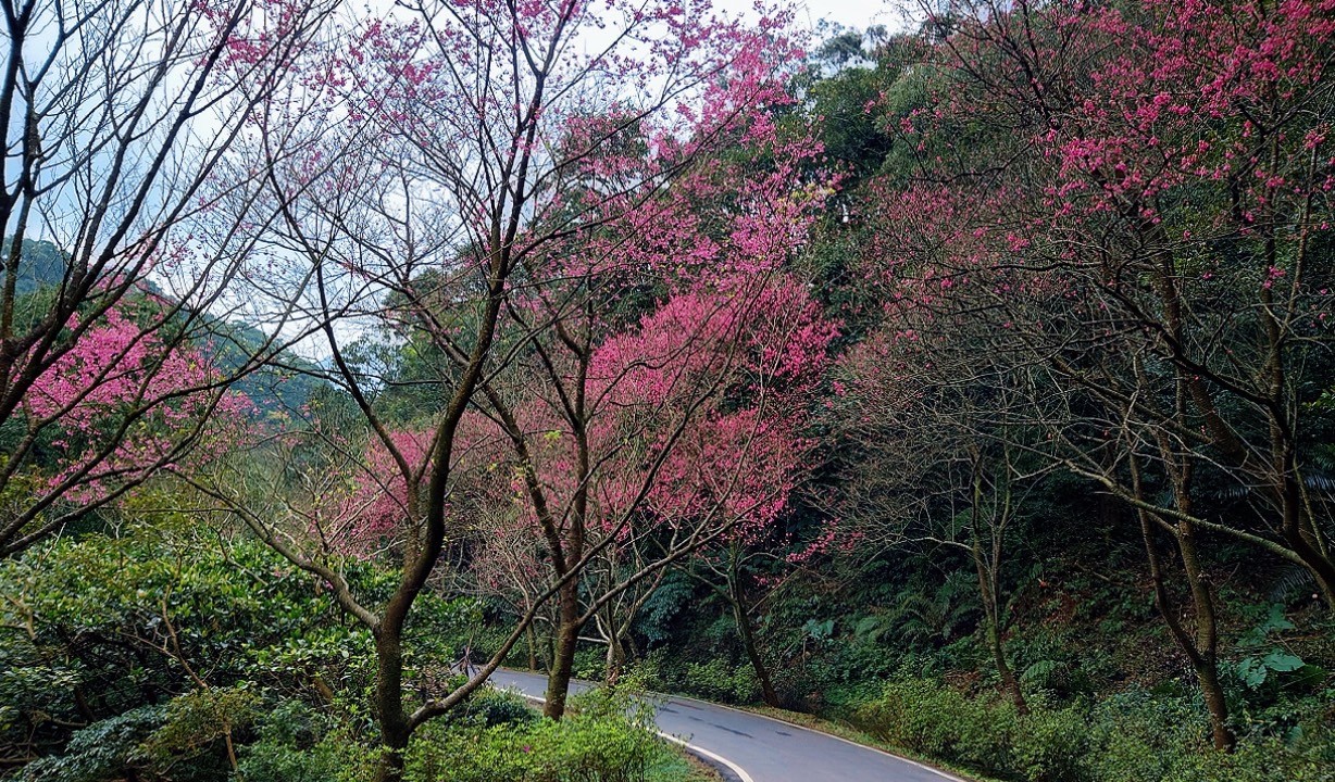 山芝青山路沿路小徑遇到轉彎處發現有著豁然開朗、柳暗花明的櫻花視覺美景，彷彿櫻花仙境