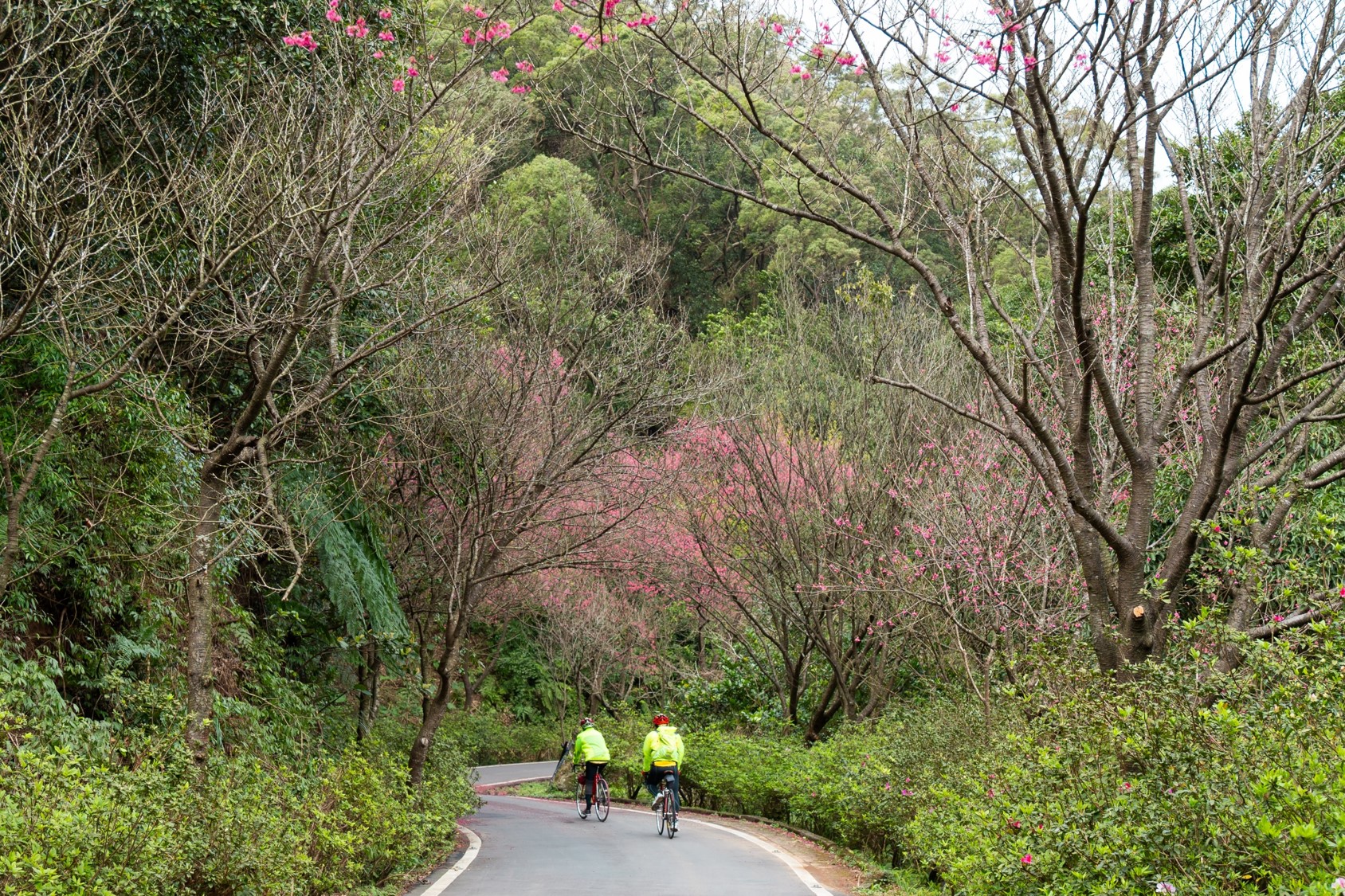 青山路上桃粉色櫻花圍繞蜿蜒的鄉間道路與山景相互輝映，形成桃紅般的櫻花隧道