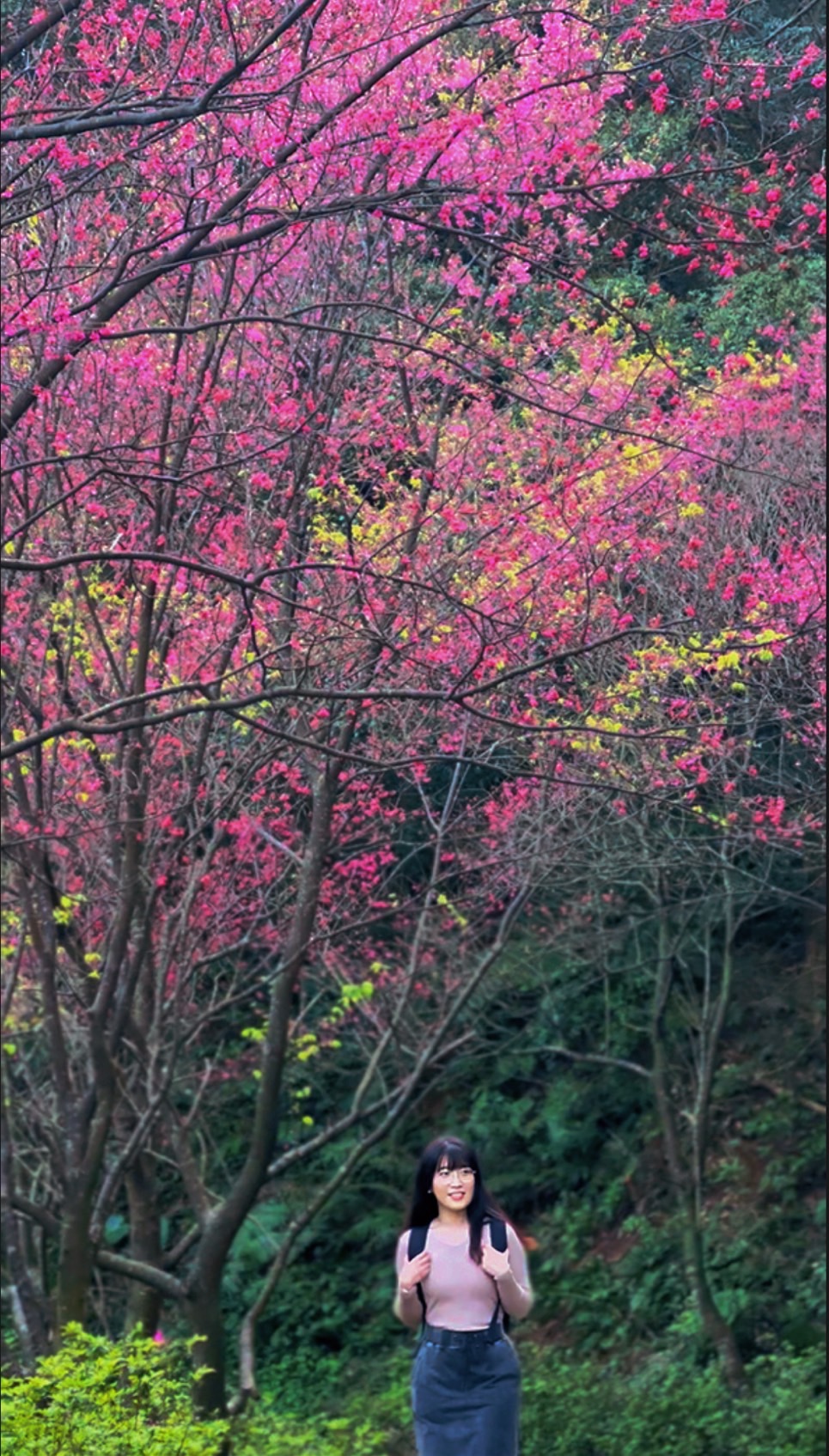 三芝青山路柳暗花明的櫻花視覺美景，從而拍攝出具有延伸感的櫻花仙境