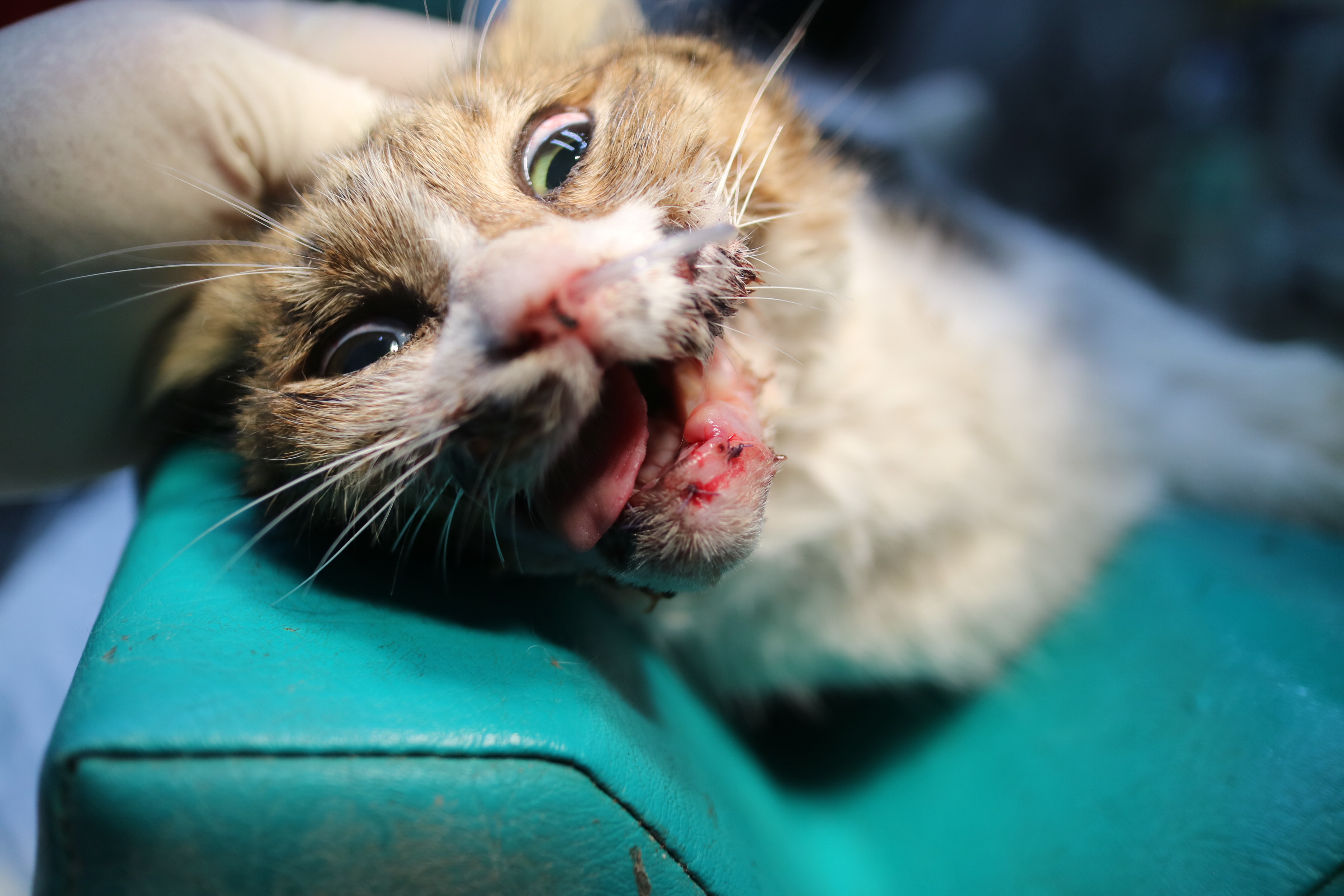 虎斑白貓下巴縫合手術的照片