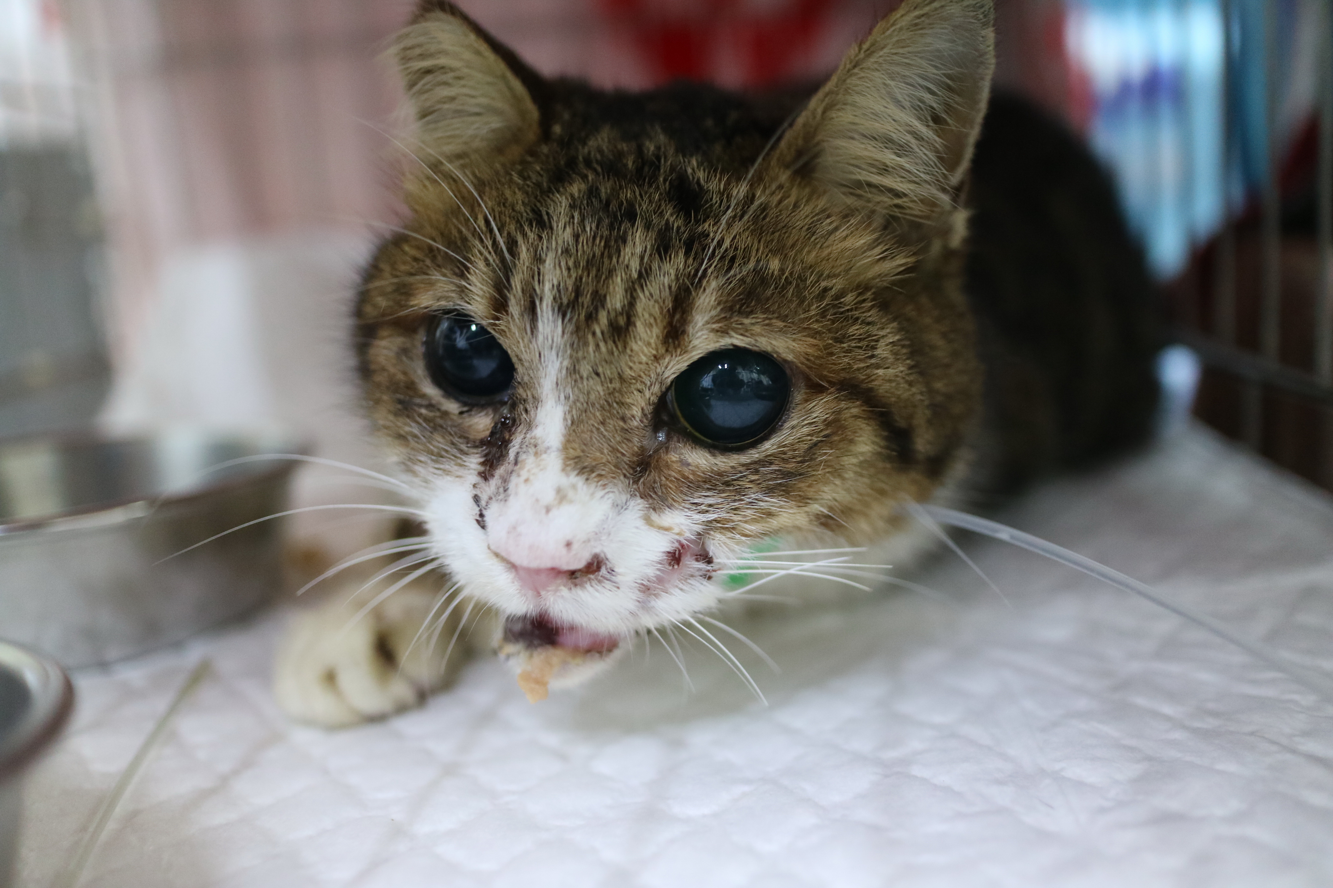 虎斑白貓手術後在籠內靜養的照片。