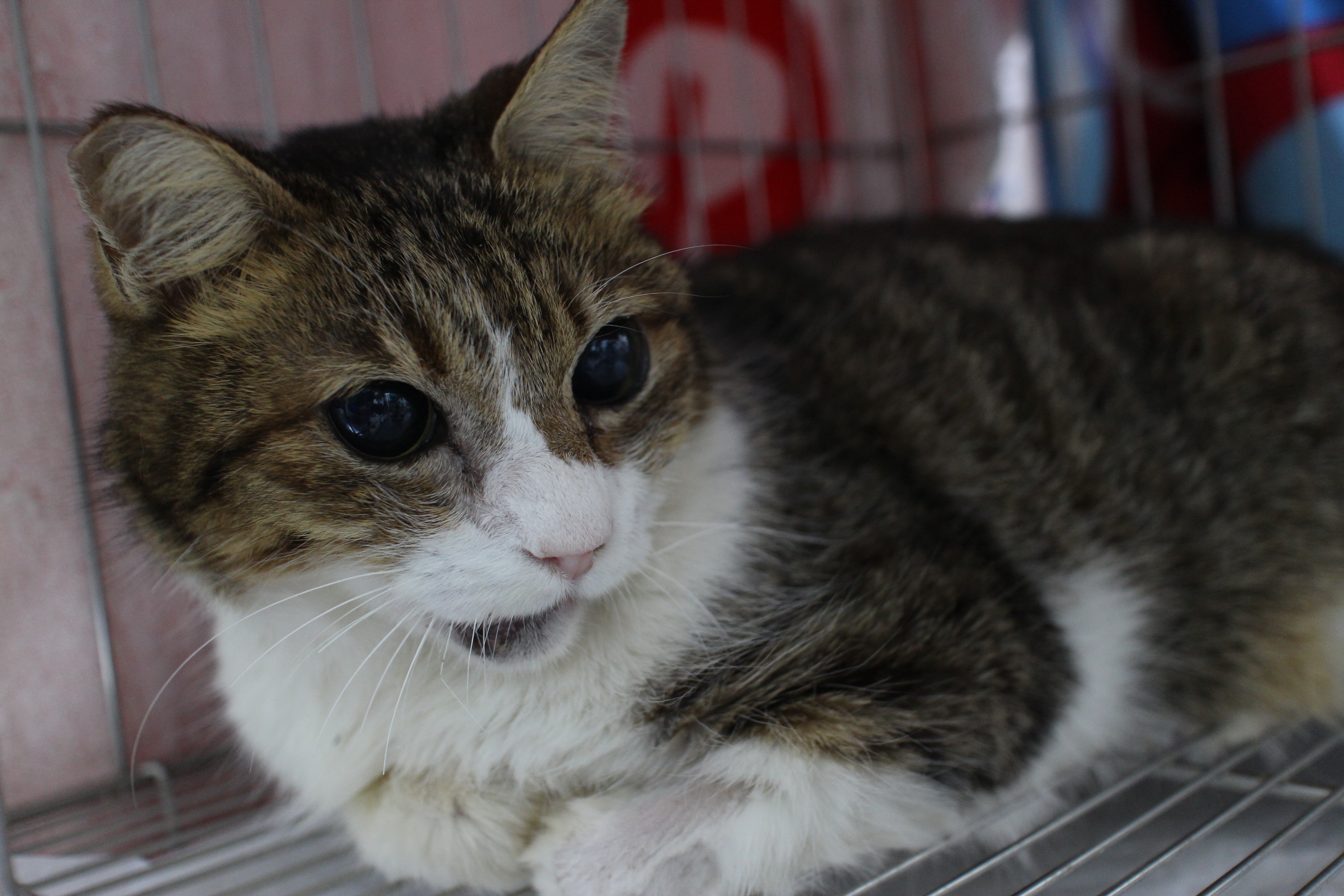  虎斑白貓恢復健康後等待認養中的照片。