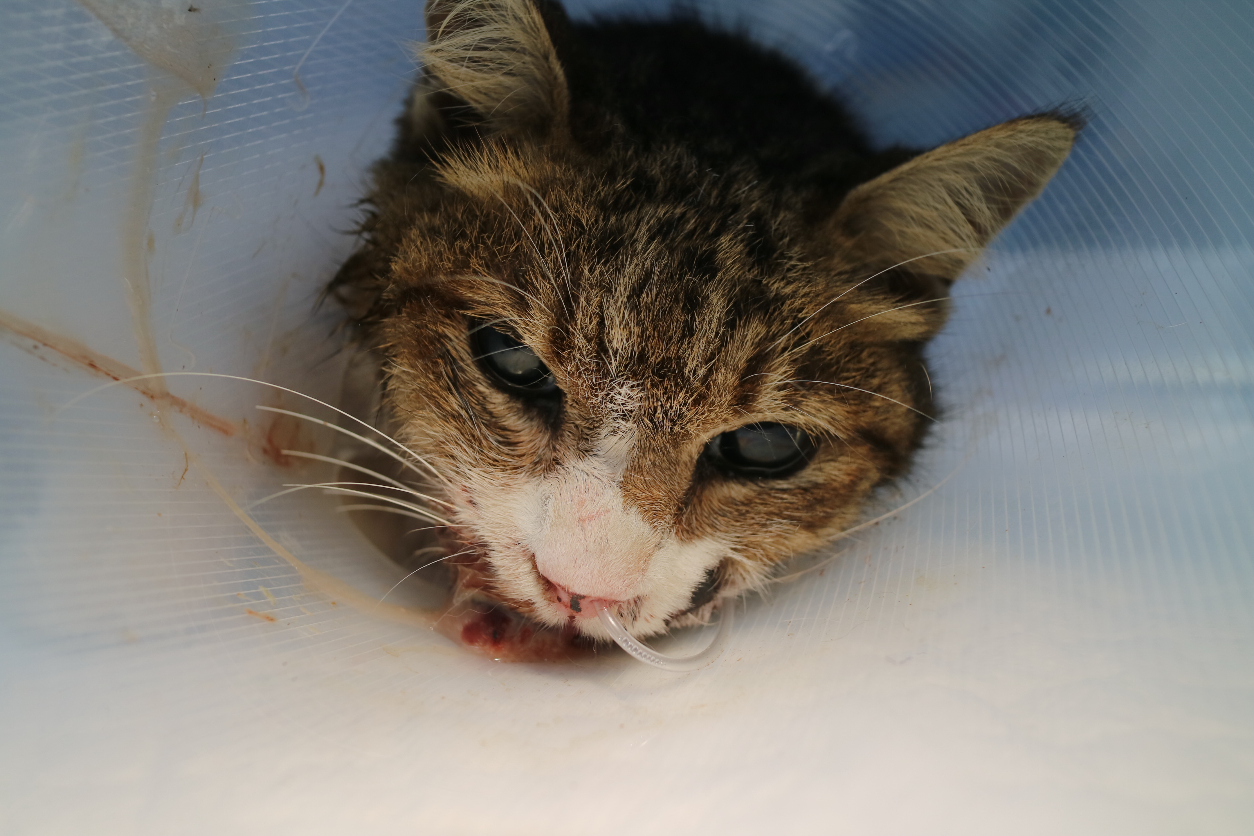 虎斑白貓麻醉後準備手術前的照片。