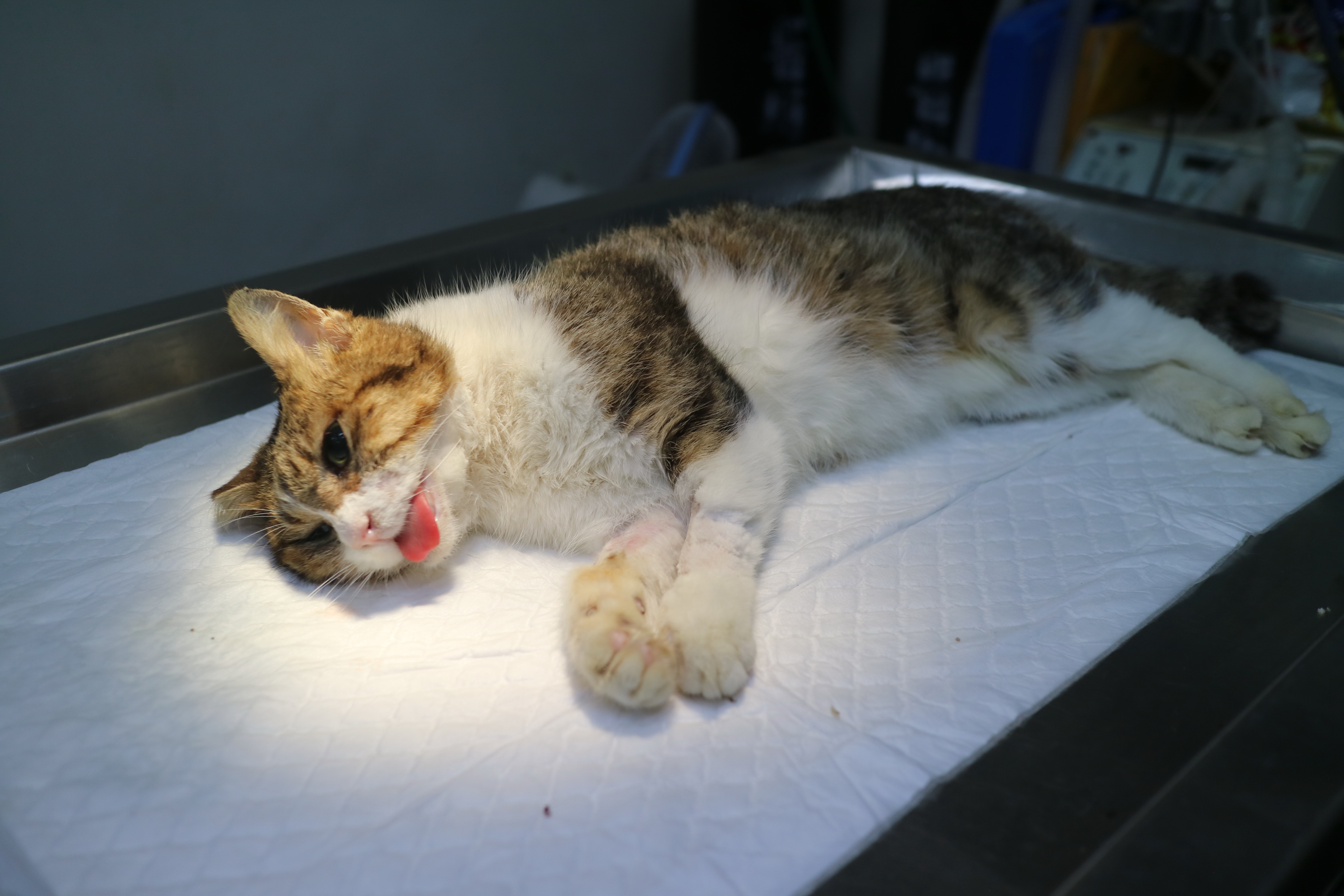  虎斑白貓等待麻醉甦醒的照片。