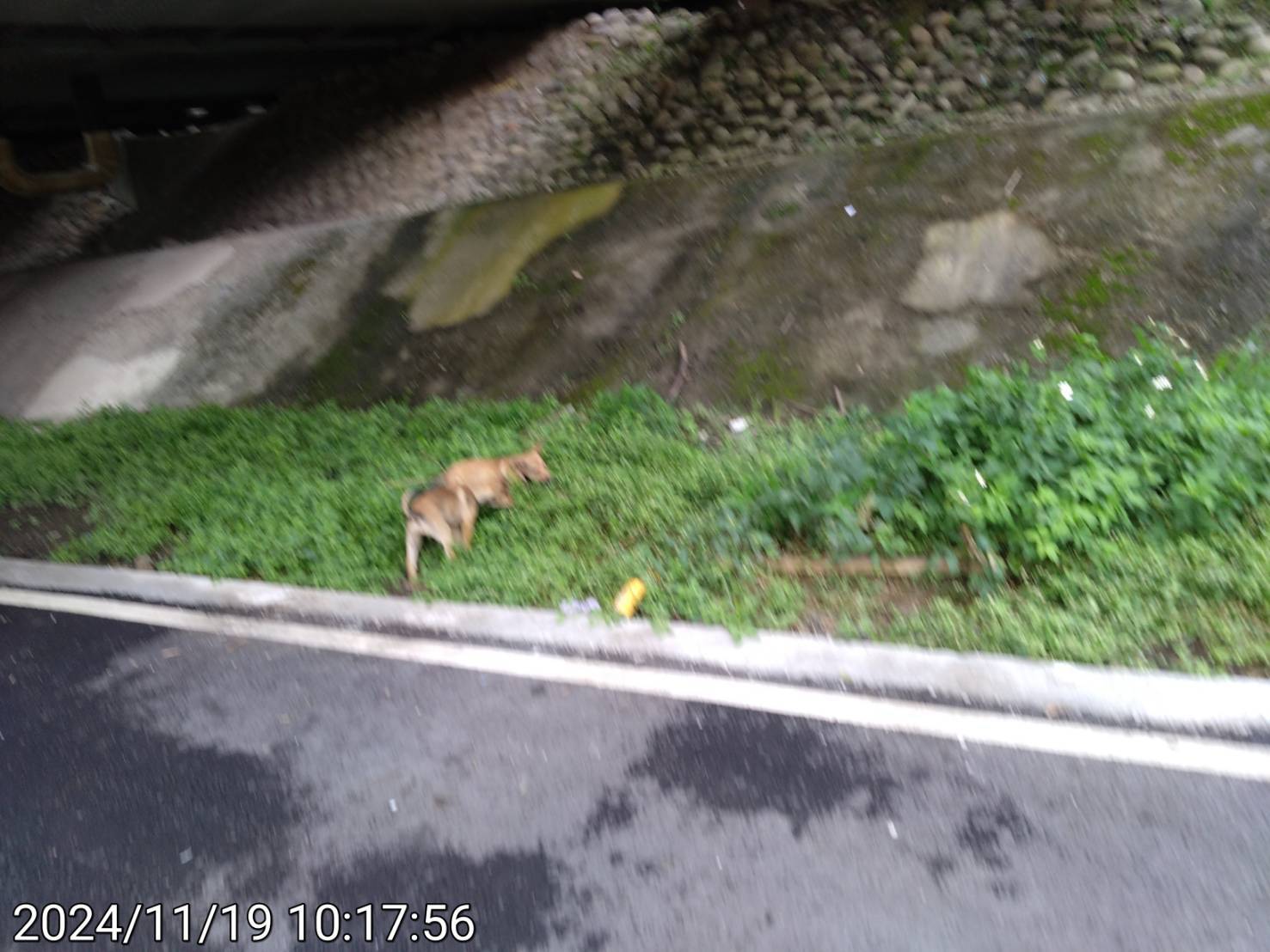 民眾發現遭棄養的2隻幼犬.