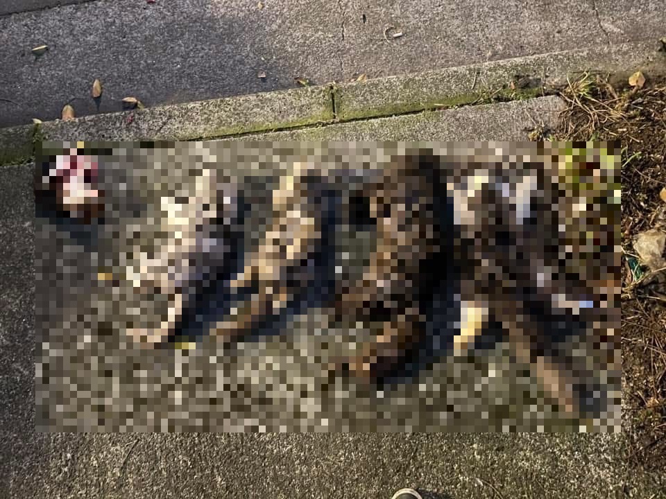 民眾路上發現撿到貓屍撿到路邊