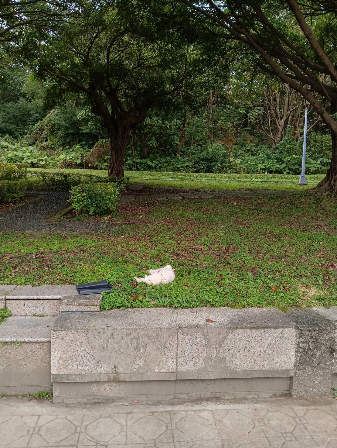 附近公園發現1貓屍