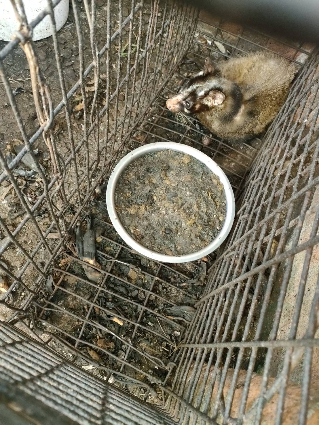 白鼻心飼養在狹小空間且提供的食物疑似已放置許久已腐爛發霉