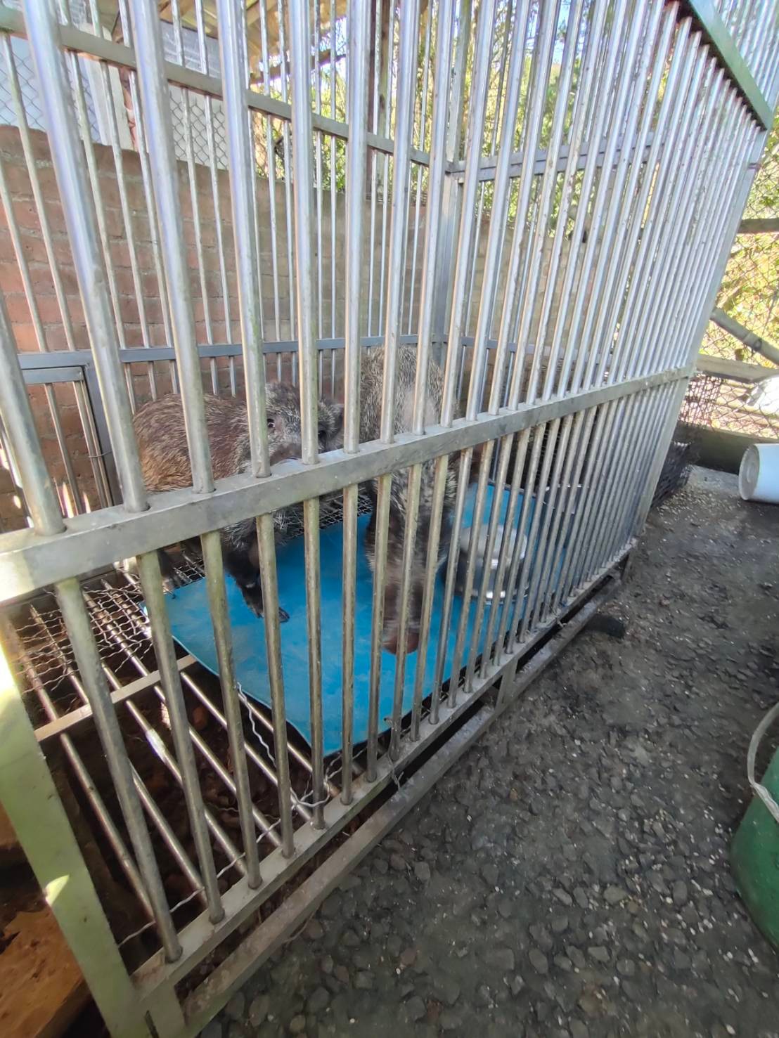 現場飼養不少野生山豬