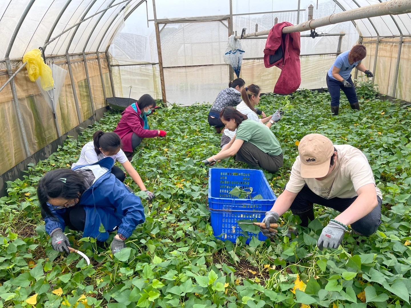 企業團體志工幫忙採收蔬菜