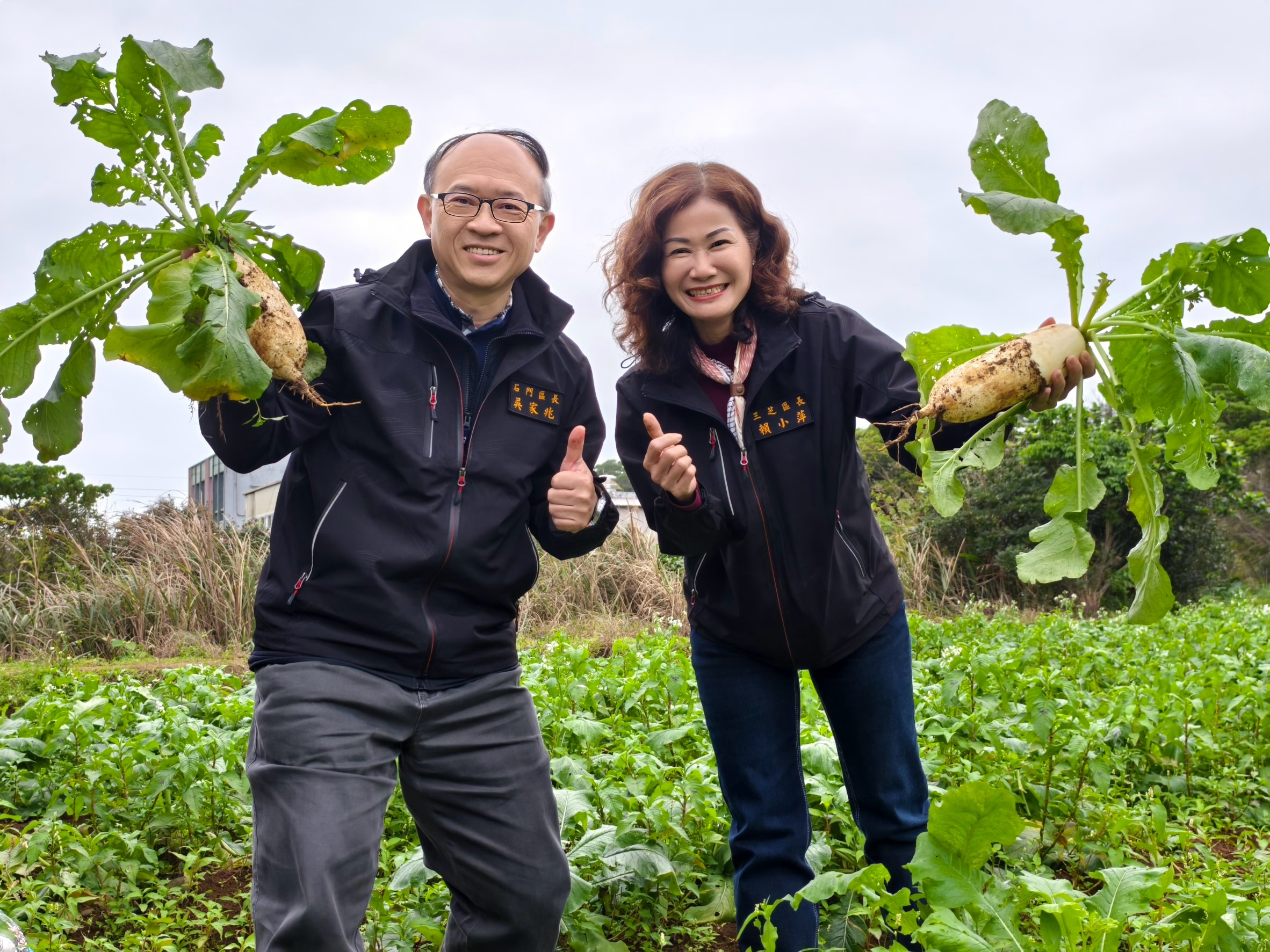 三芝區長與石門區長體驗拔蘿蔔農事樂