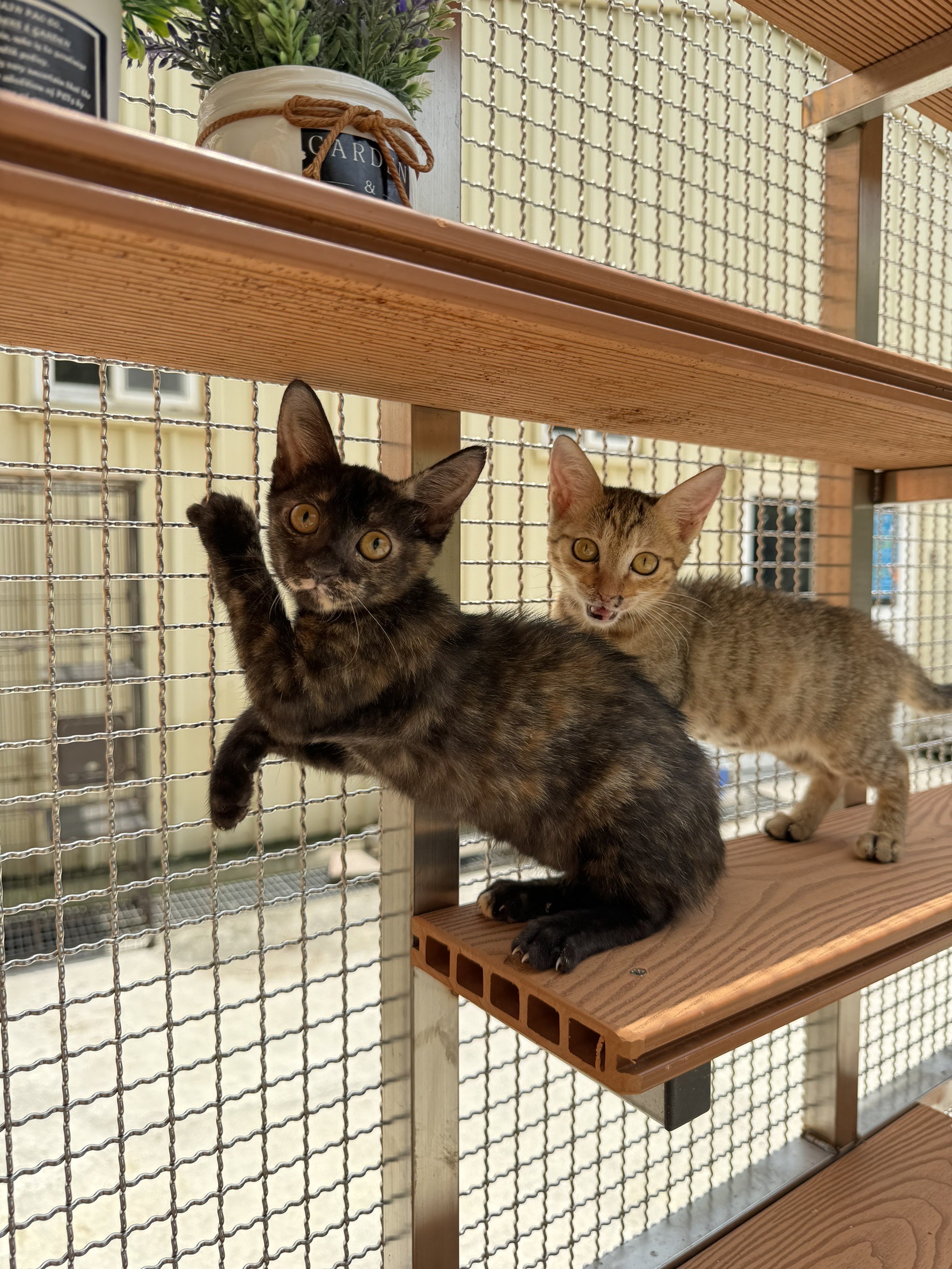  圖四、八里動物之家的快樂孩子們