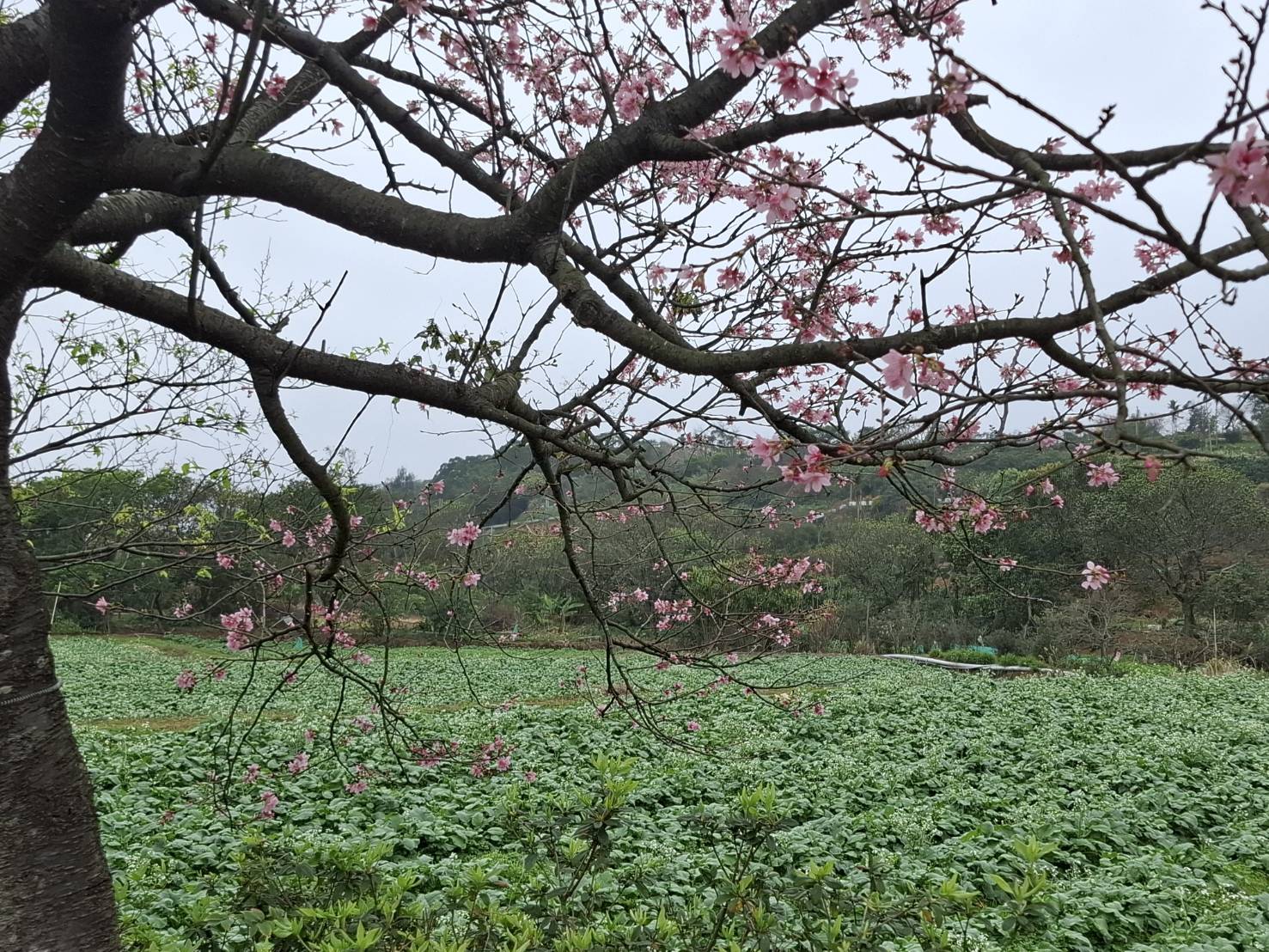 三生步道櫻花美景 (3)
