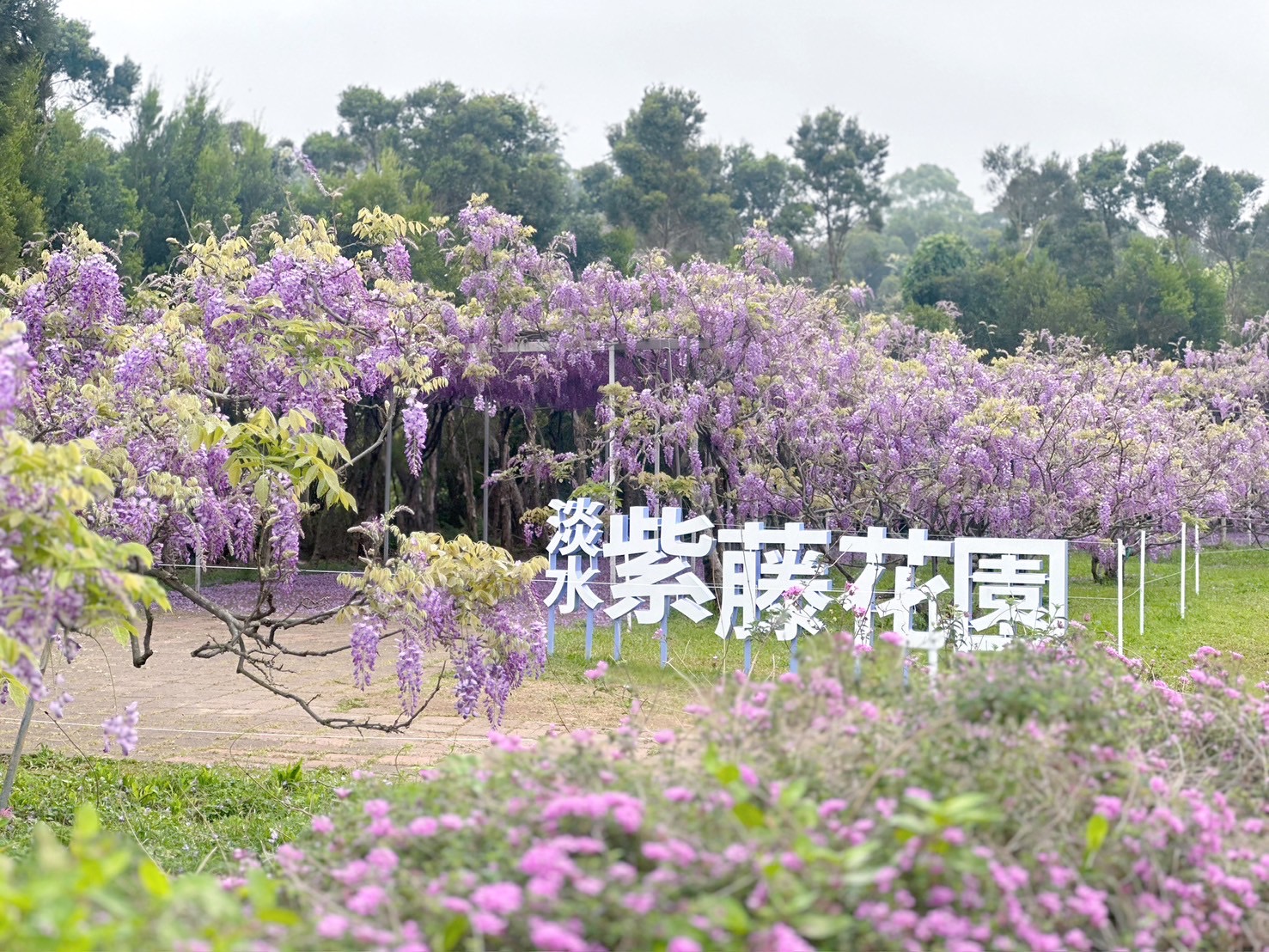 淡水紫藤花園紫藤花花期將至(資料照片)