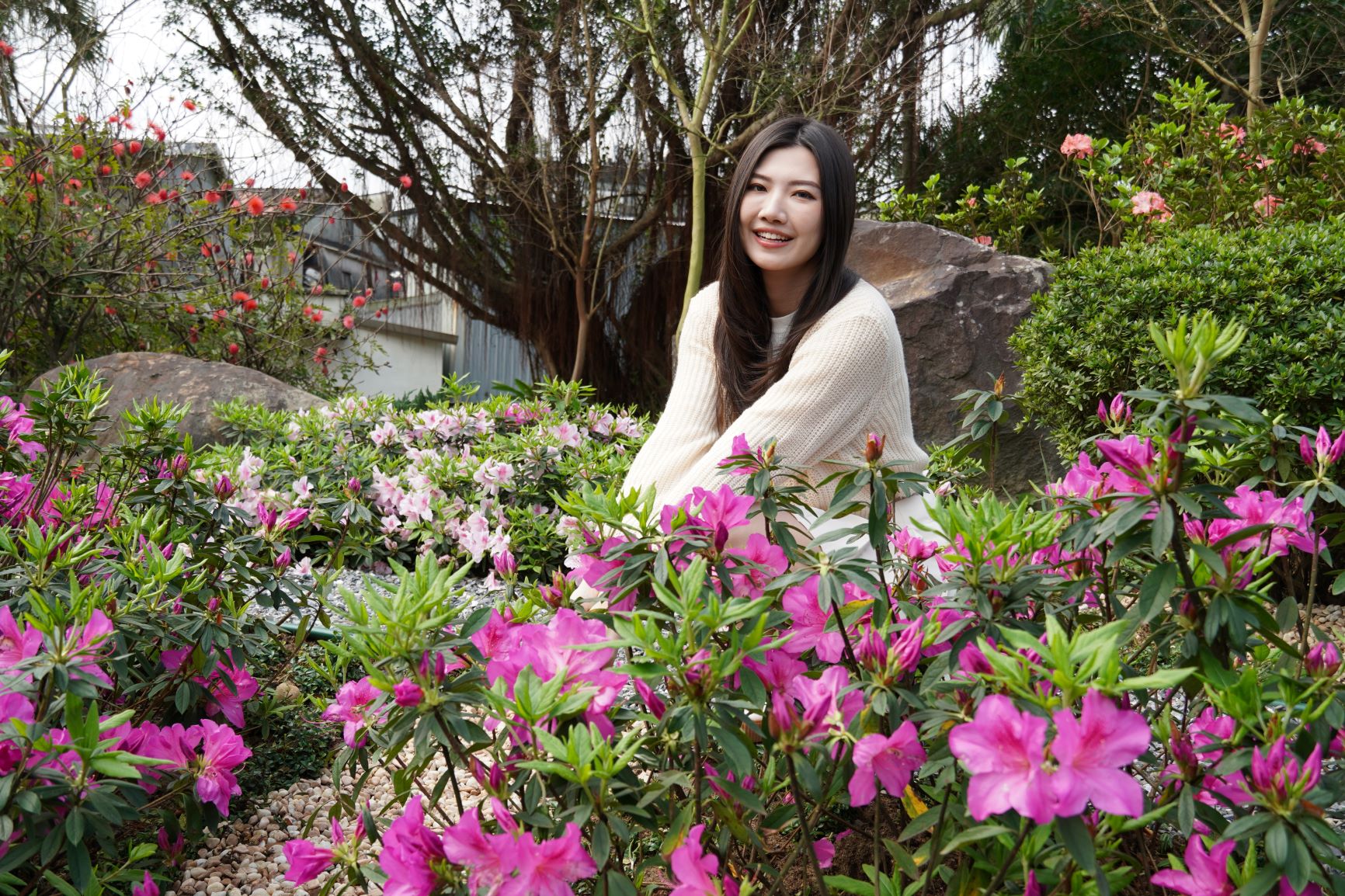 現杜鵑花滿開，新北市農業局邀請民眾至萬里金山賞花.