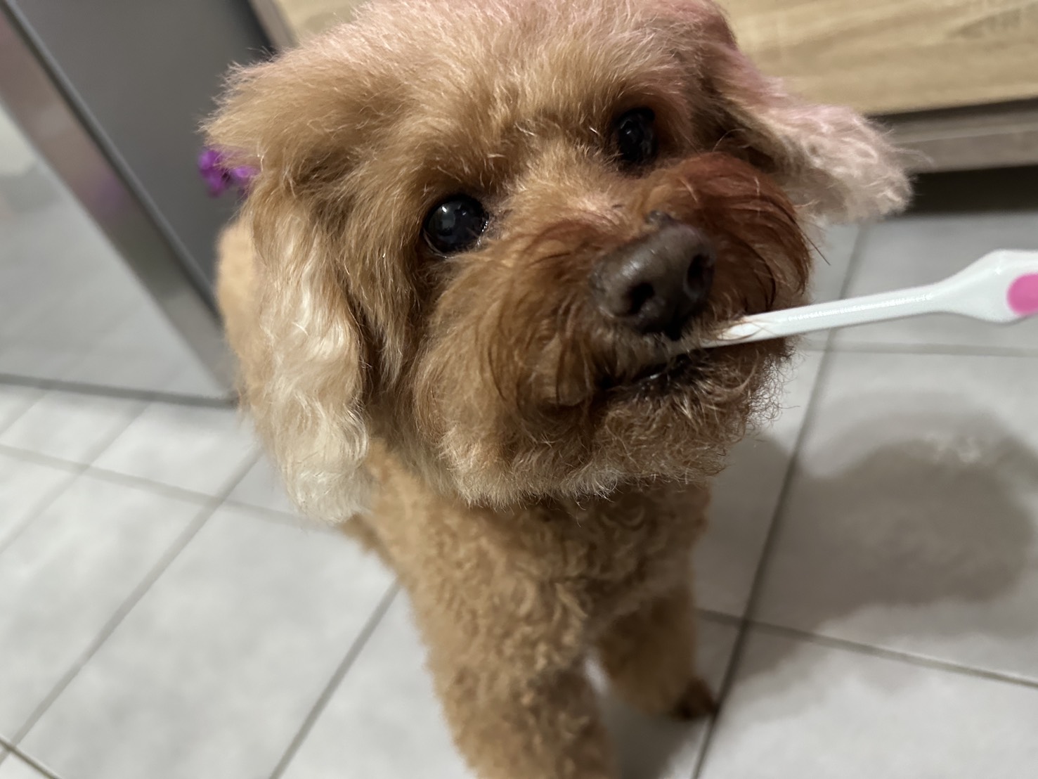 飼主幫家中寵物刷牙