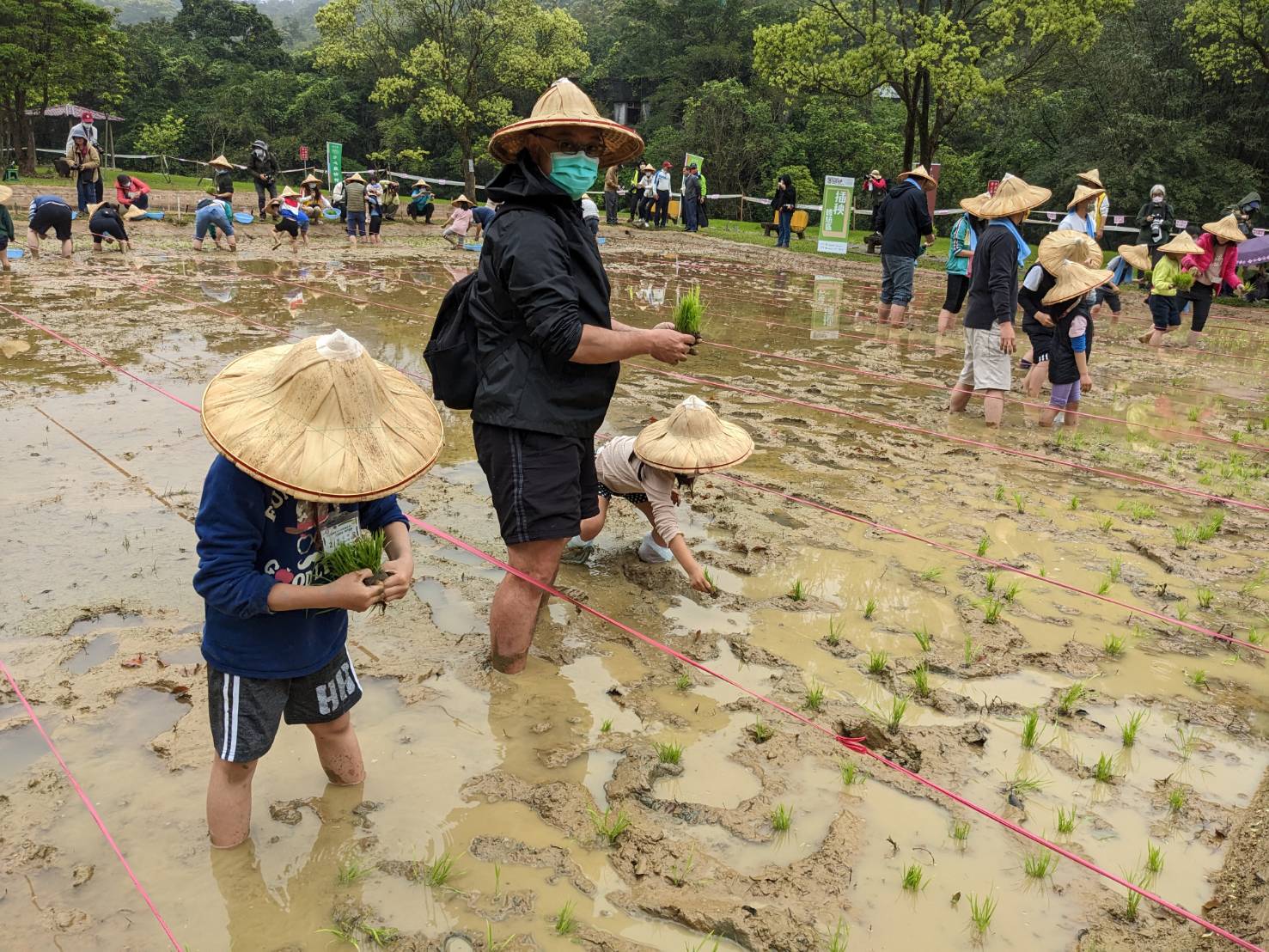  汐止區農會週六(29日)辦理插秧活動，讓下一代的學童了解傳統水稻插秧栽培農事技術
