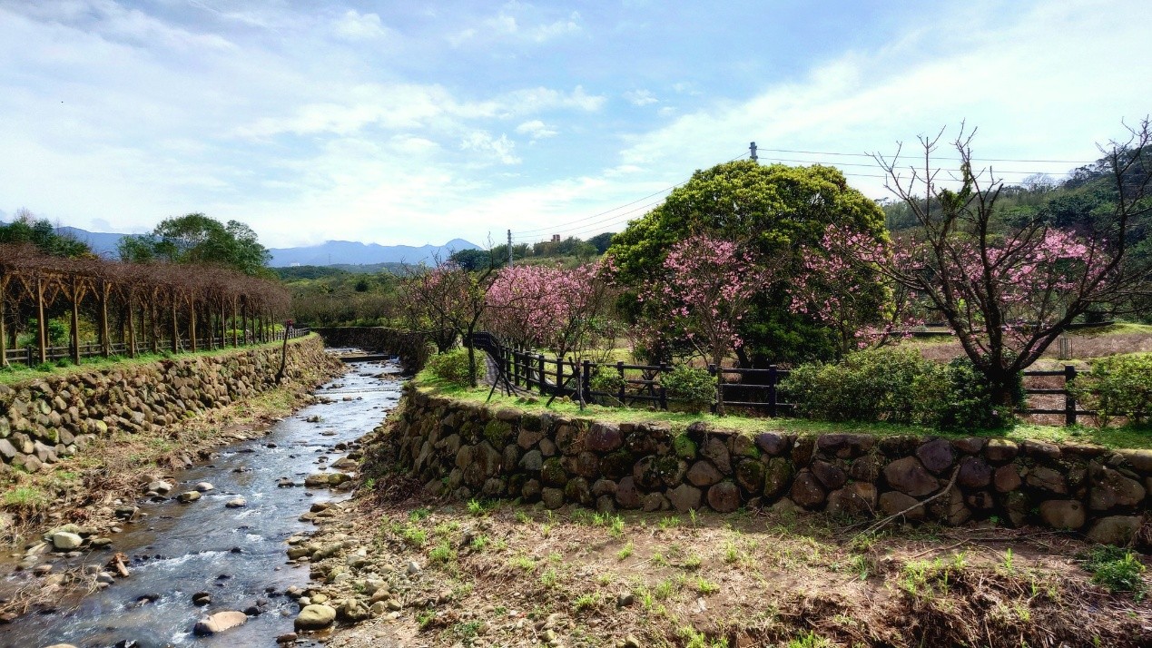  新北三生步道櫻花開