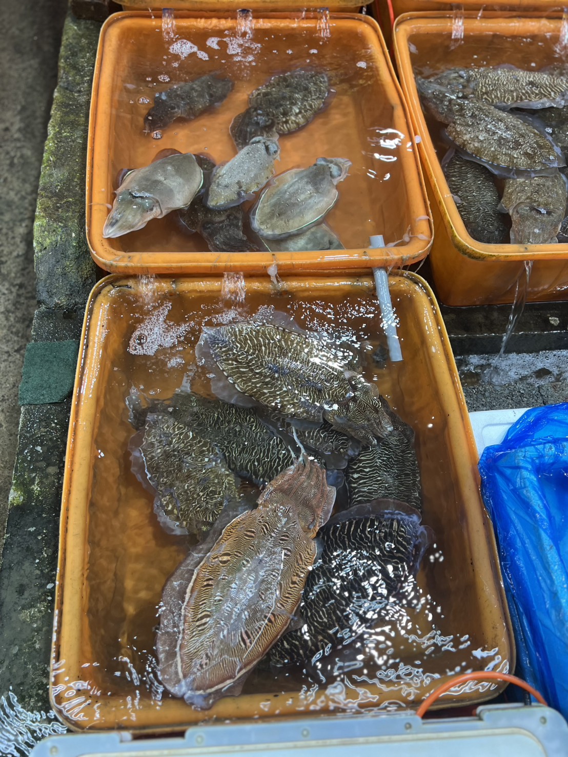 富基魚市販售新鮮活花枝