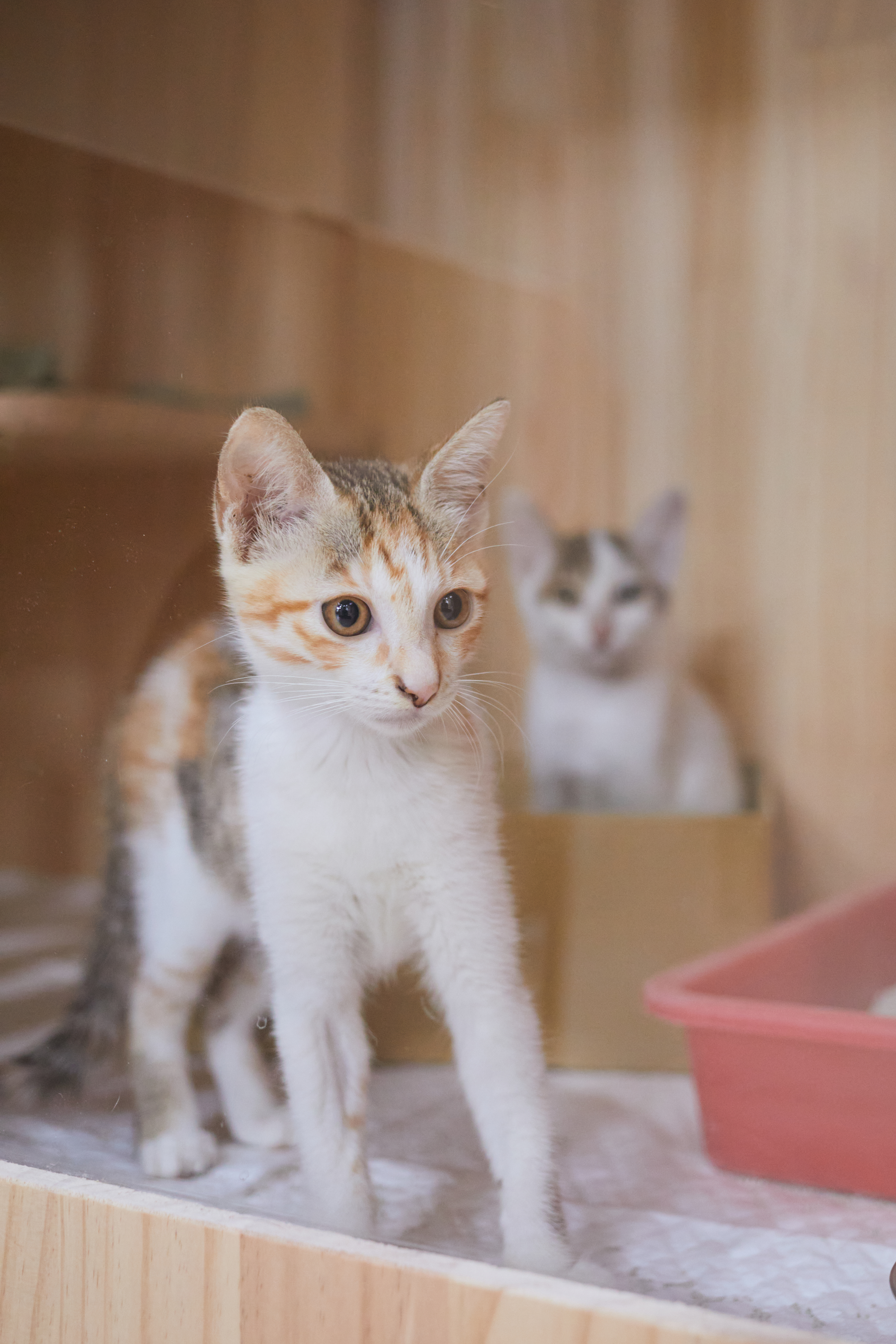  飼養貓咪「領養不棄養」。