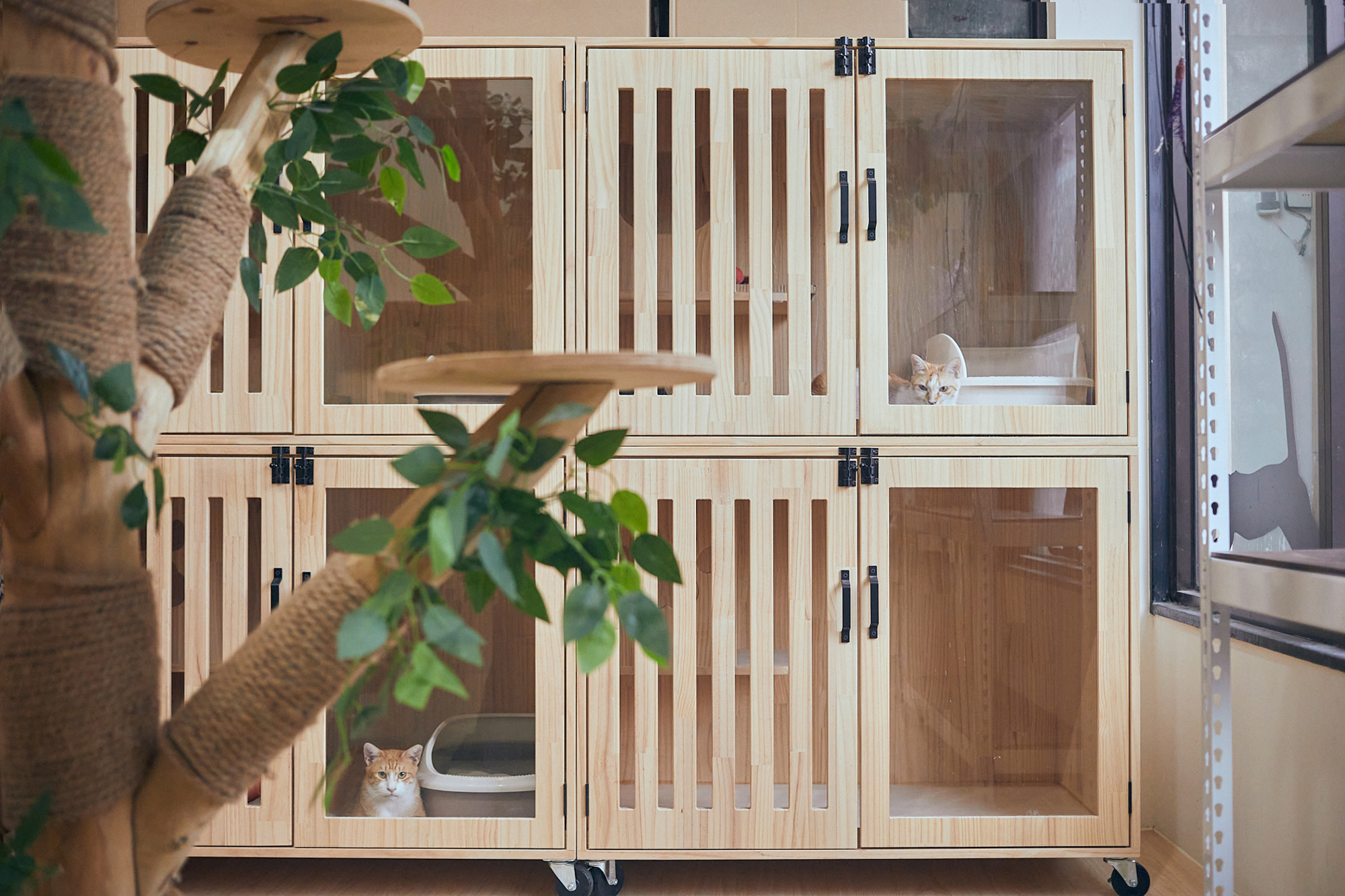  猴硐貓公所認養小棧。